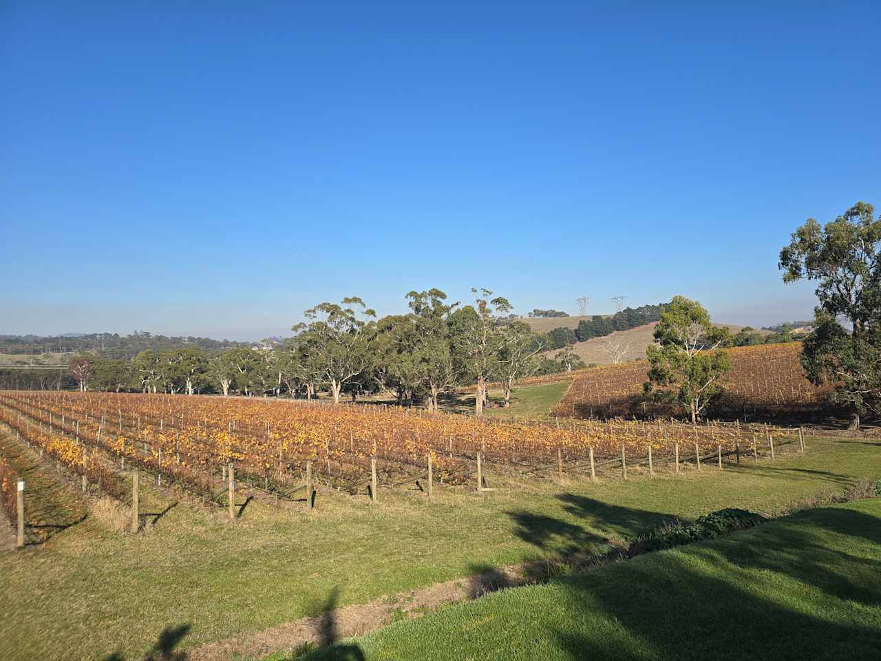 Yarra Valley Vineyard Views