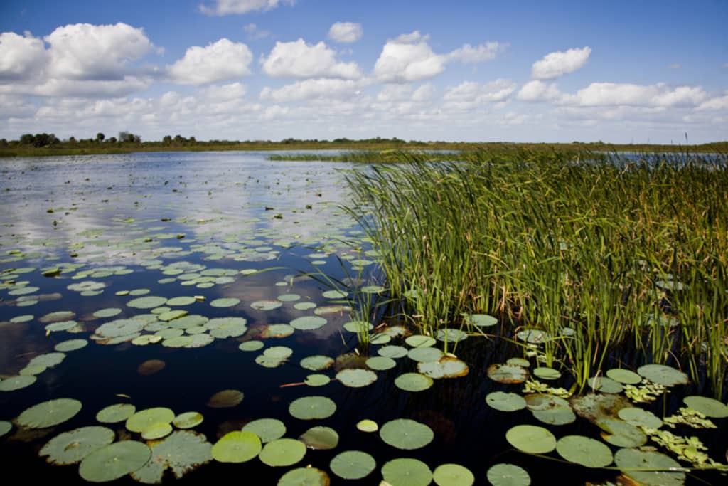 Camp Okeechobee