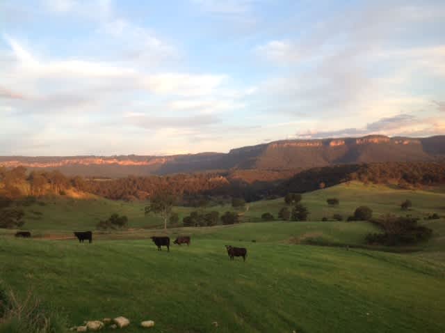 Cattle in the valley