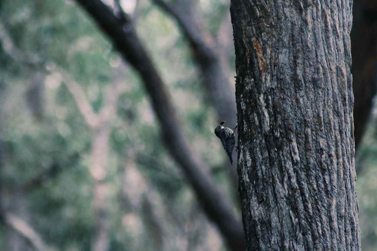 White-throated tree creeper.