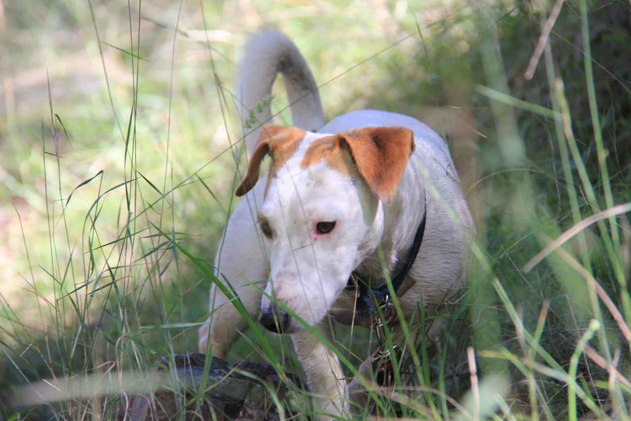 Holly scouting the tracks.