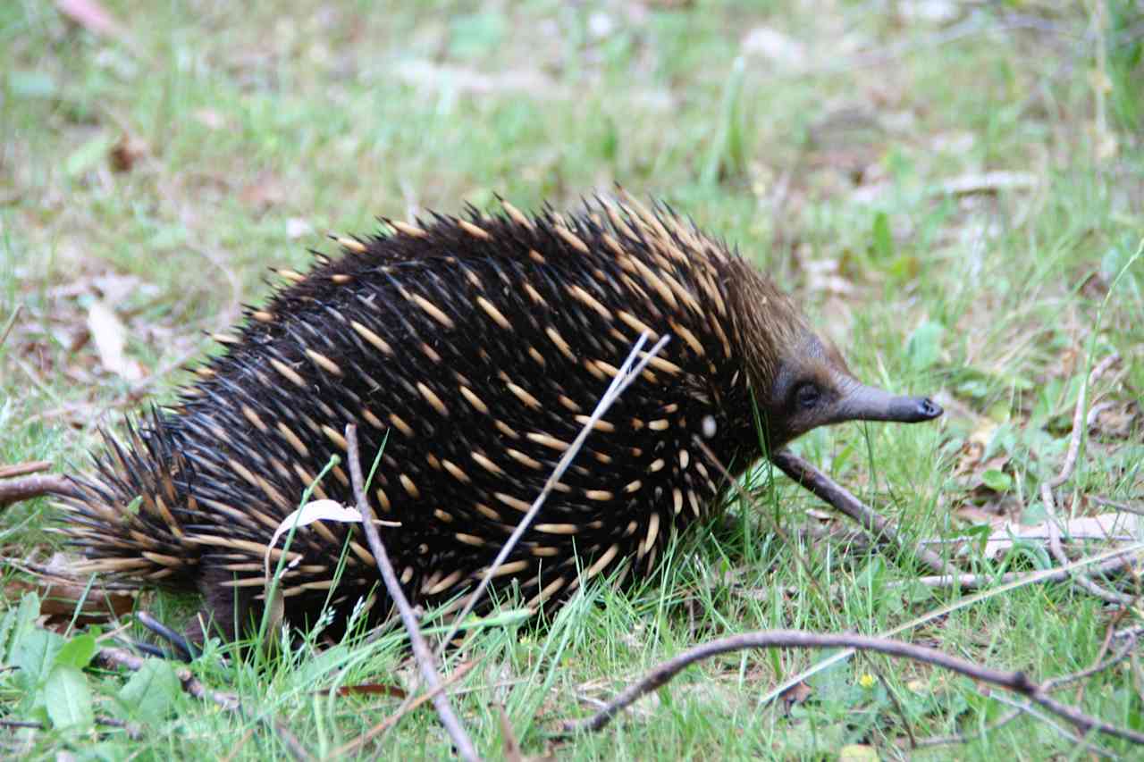 Echidna