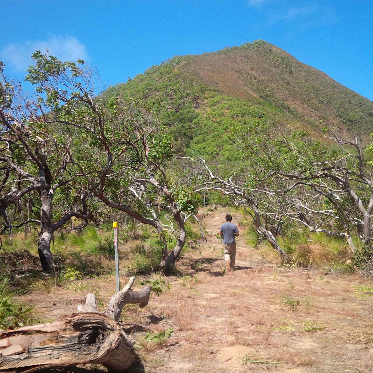 Walking up Mt Saunders