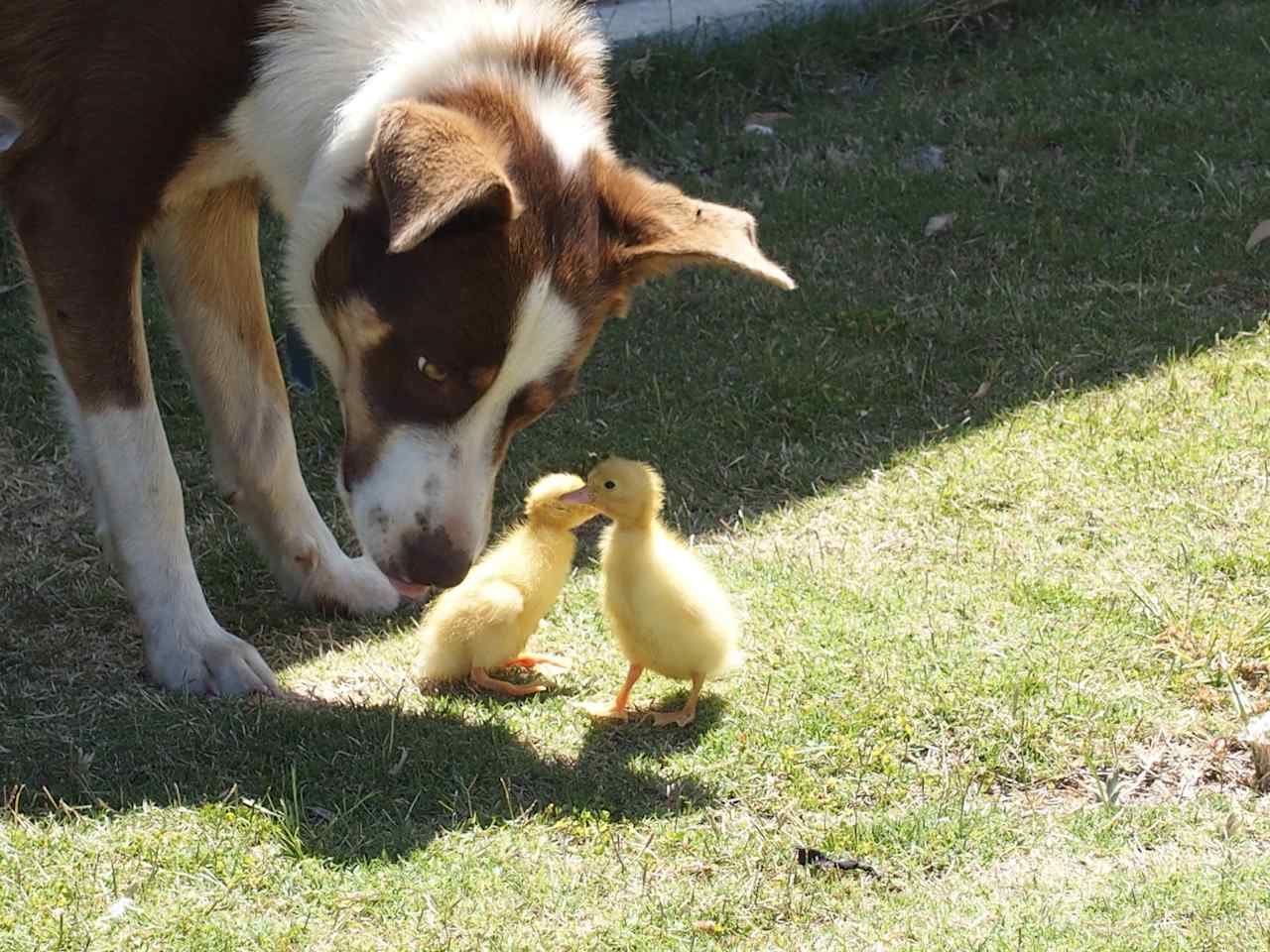 Farm friends