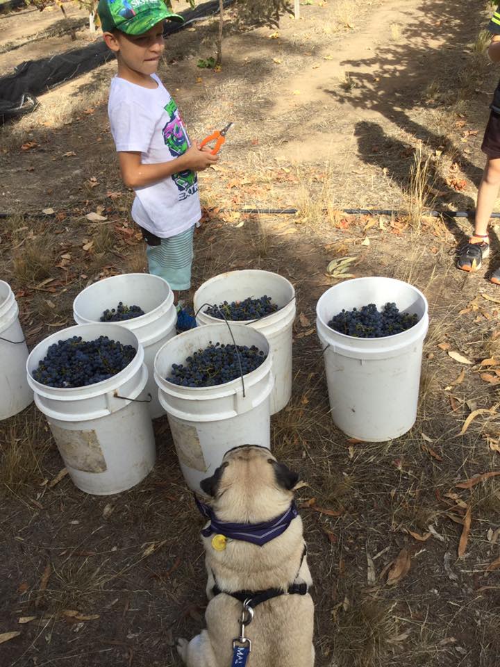 Coomunga Wines