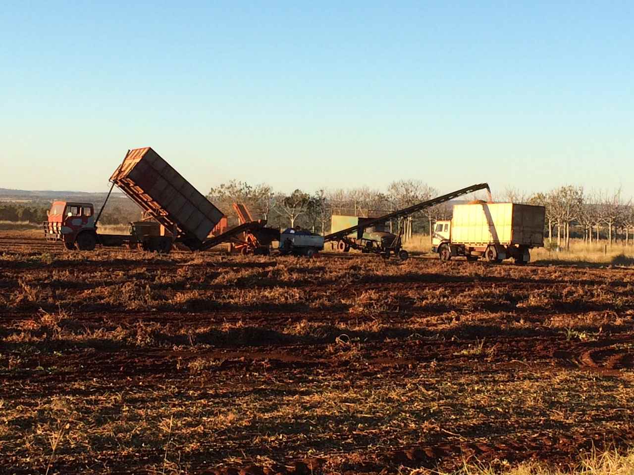 Peanut harvest 2018