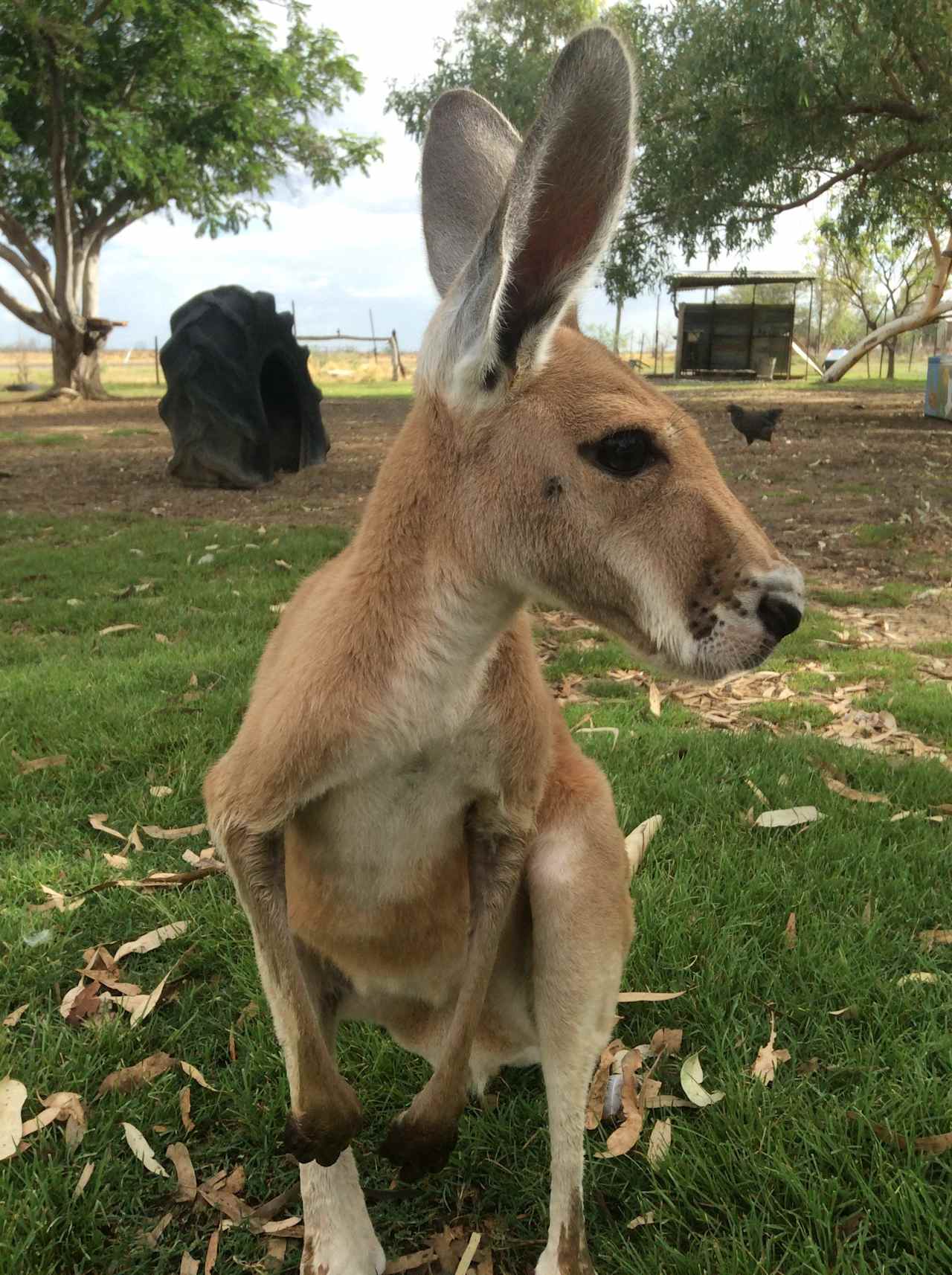 Orphaned Joey carers