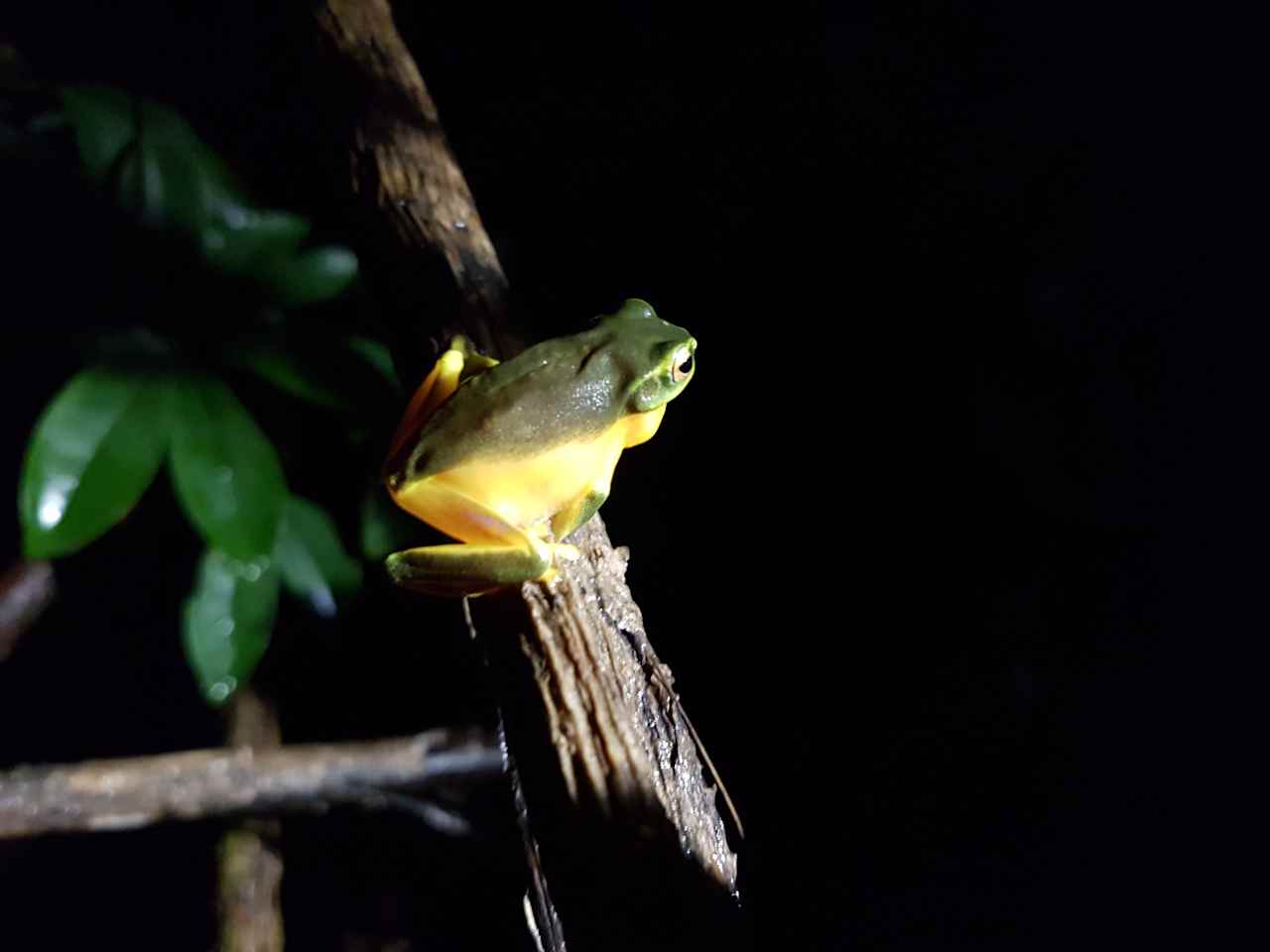 Frog in the paddock