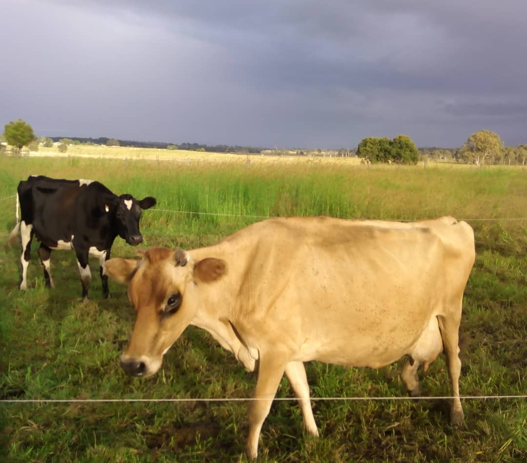 Our dairy cows

