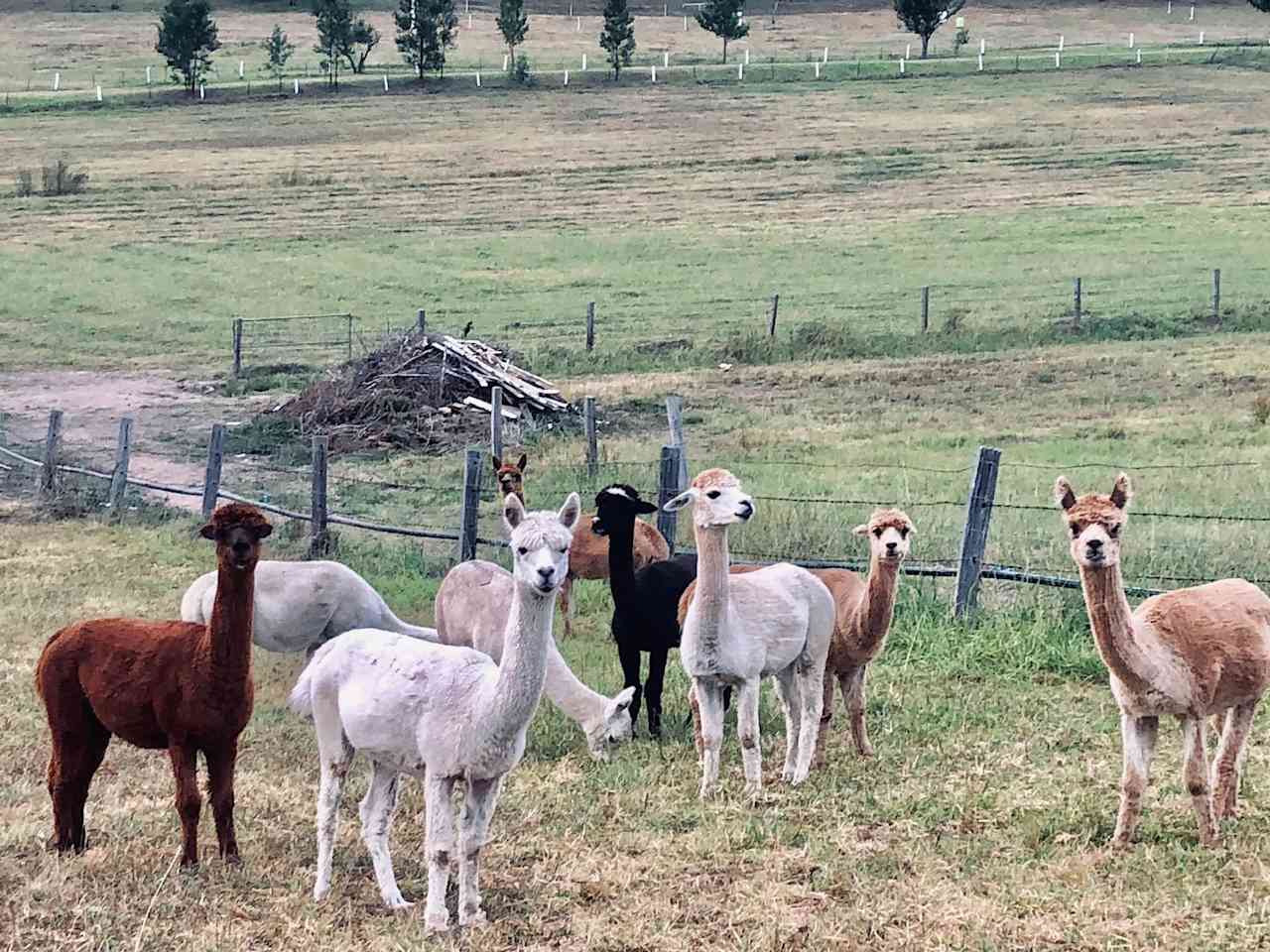 Take a tour of our alpacas