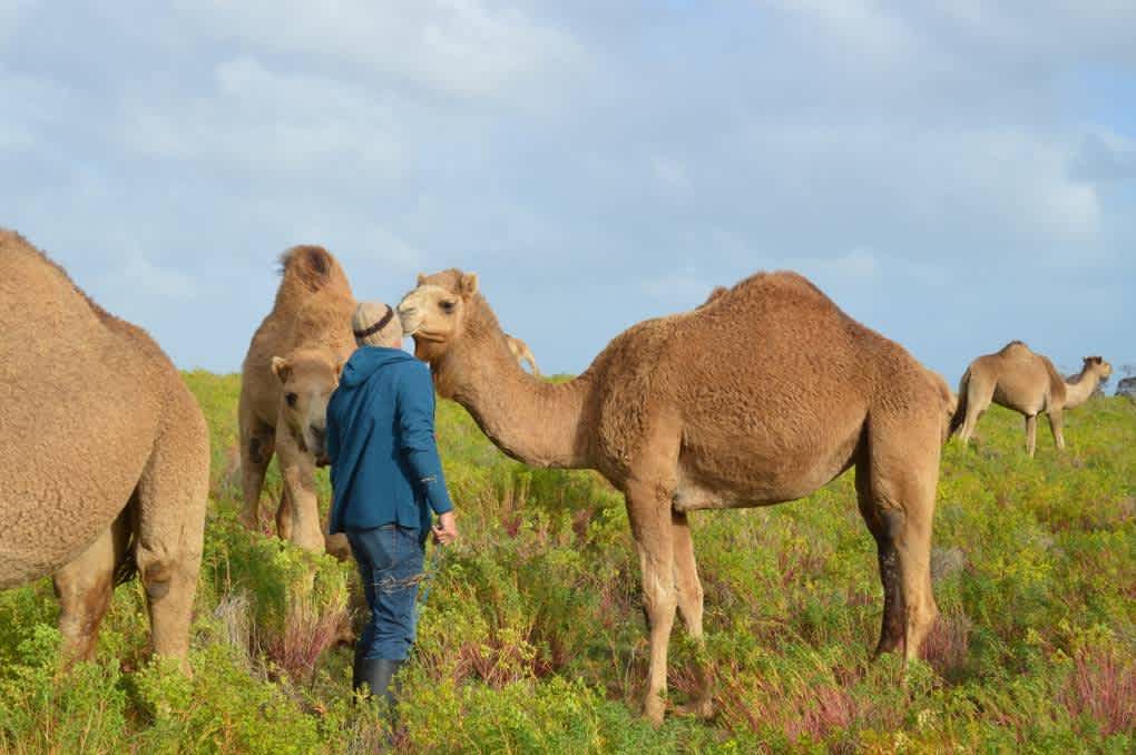 Camel Encounter