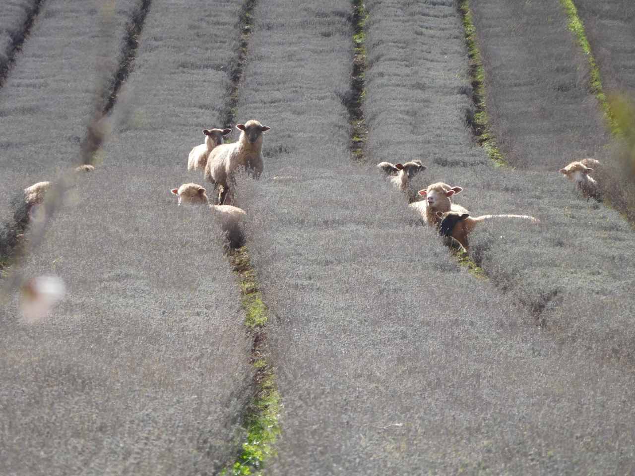 sheep in lavender 