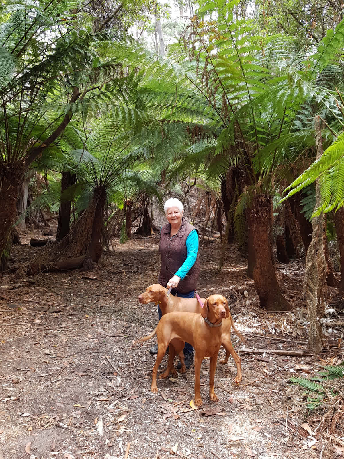 Walk to our man fern glade 5 minutes from the campground. 