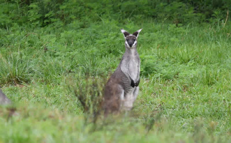 Curious Wallabies!