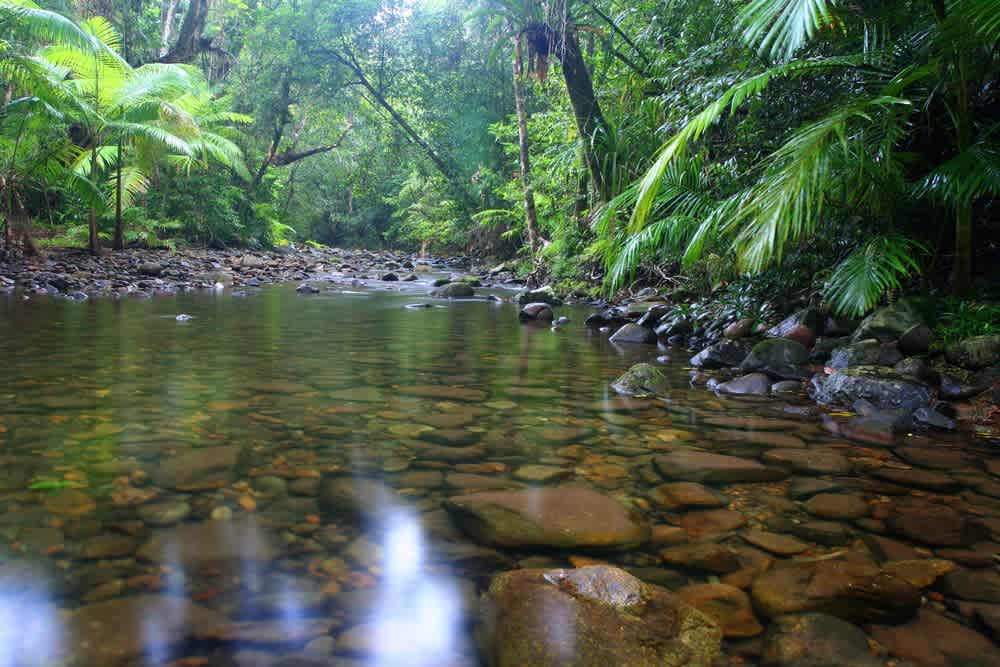 Jack's Place Daintree