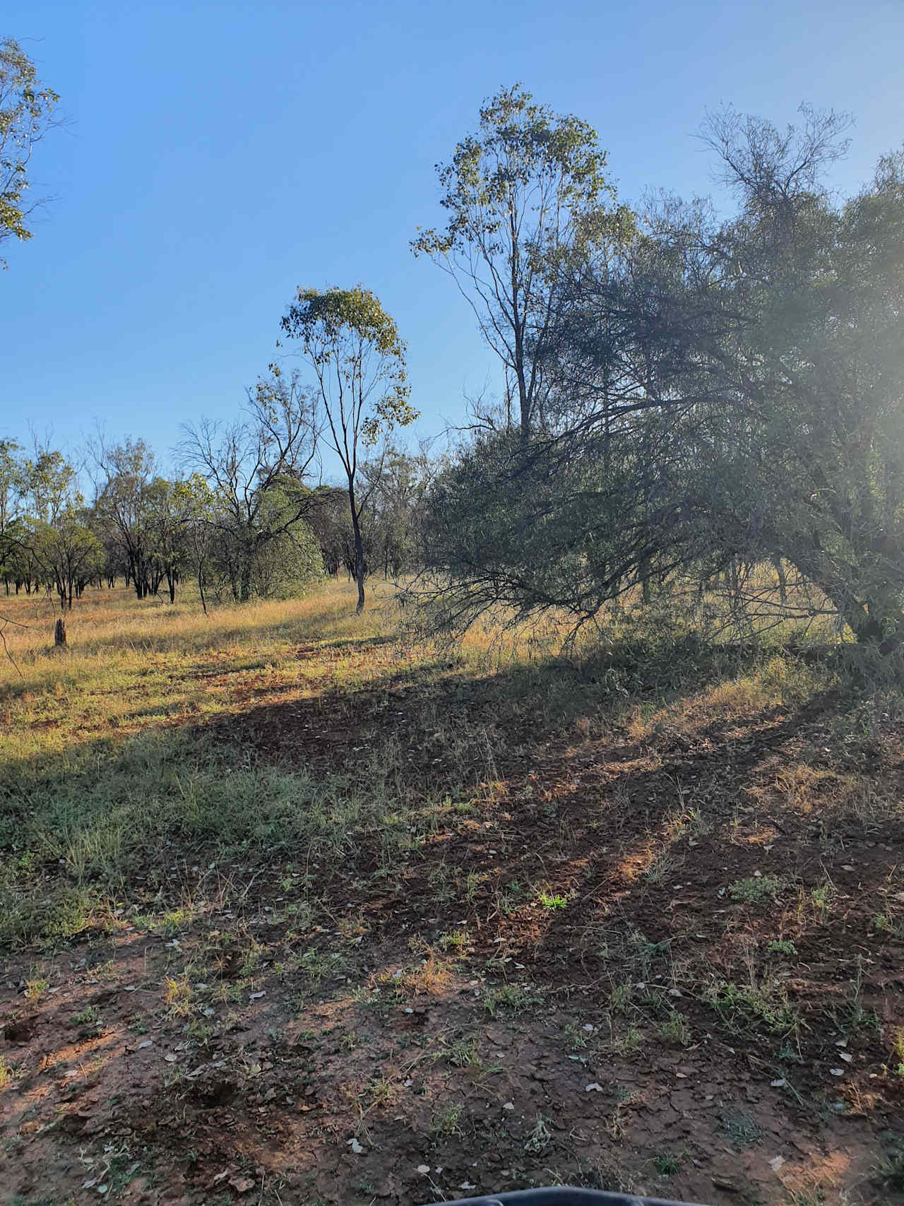 Bush walking 