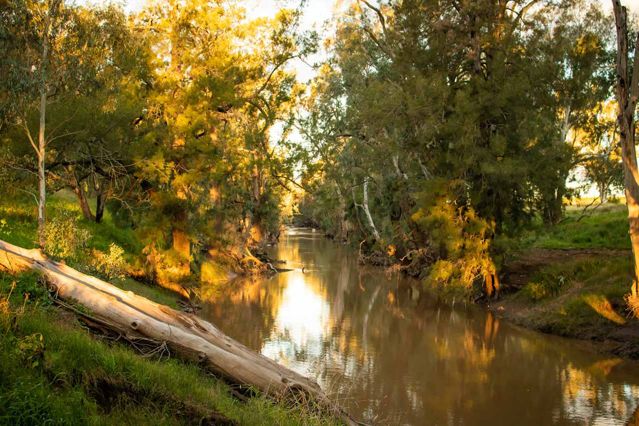 Platypus reside in the river!