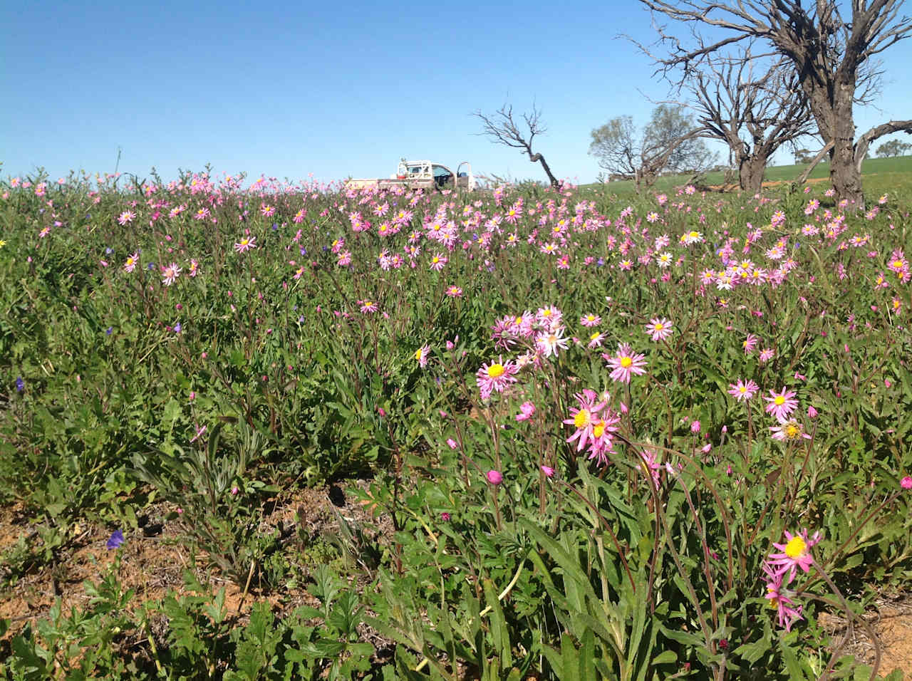 Wildflowers 