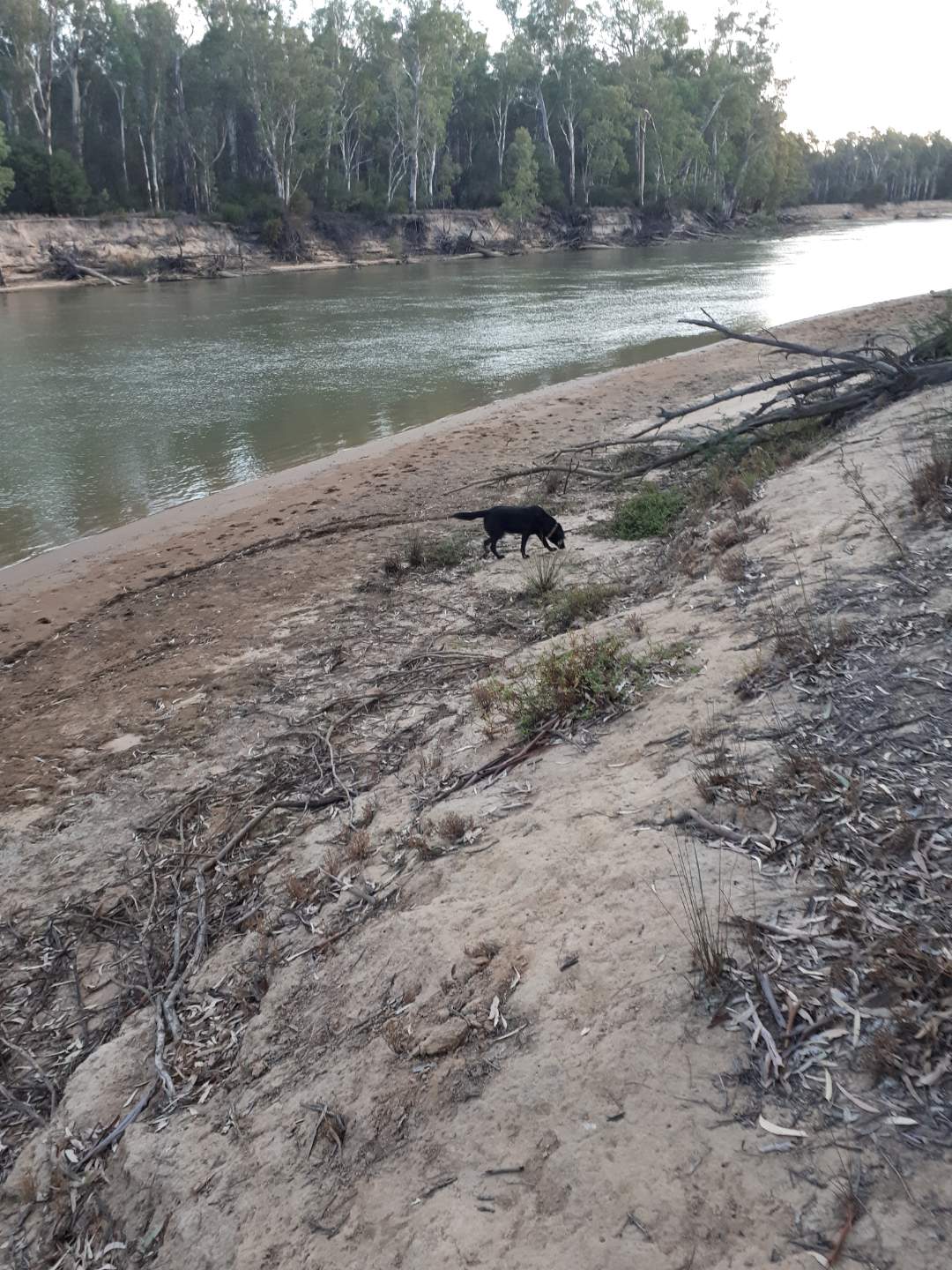 Where the creek meets the Murray