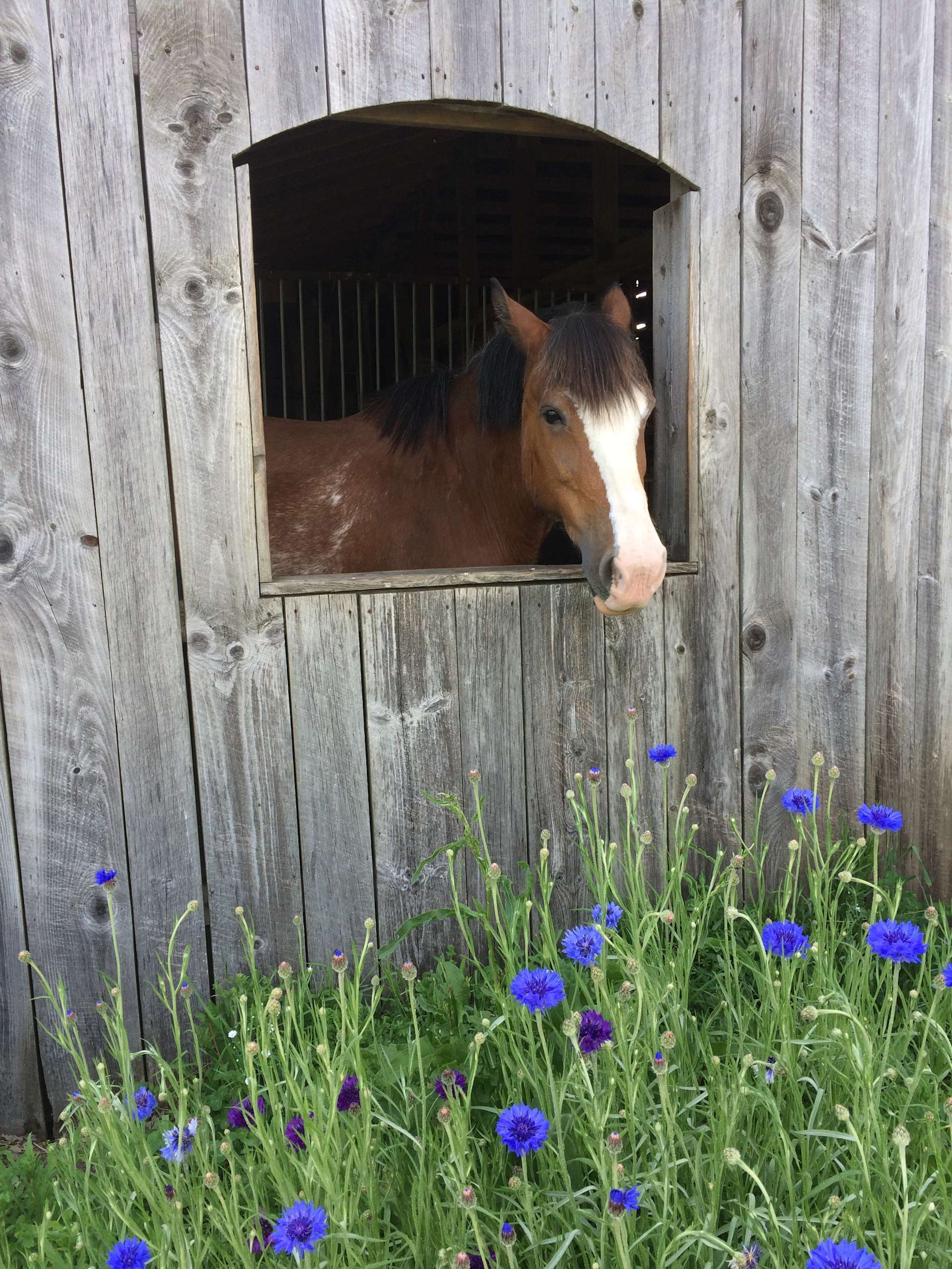 Windy Westerlo Farm Hipcamp in Westerlo, New York