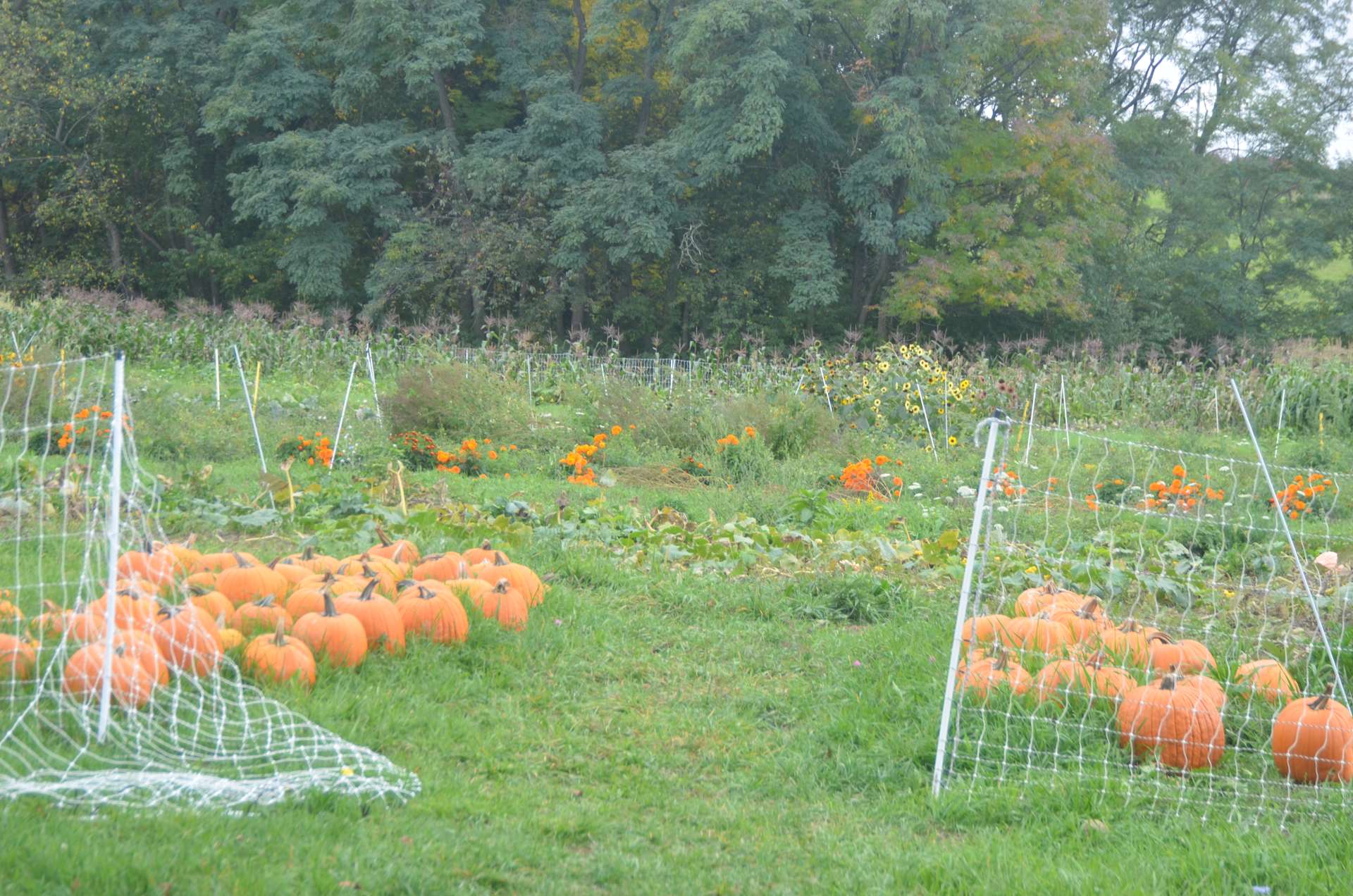 Toboggan Hill Farm Hipcamp in Westfield, New York