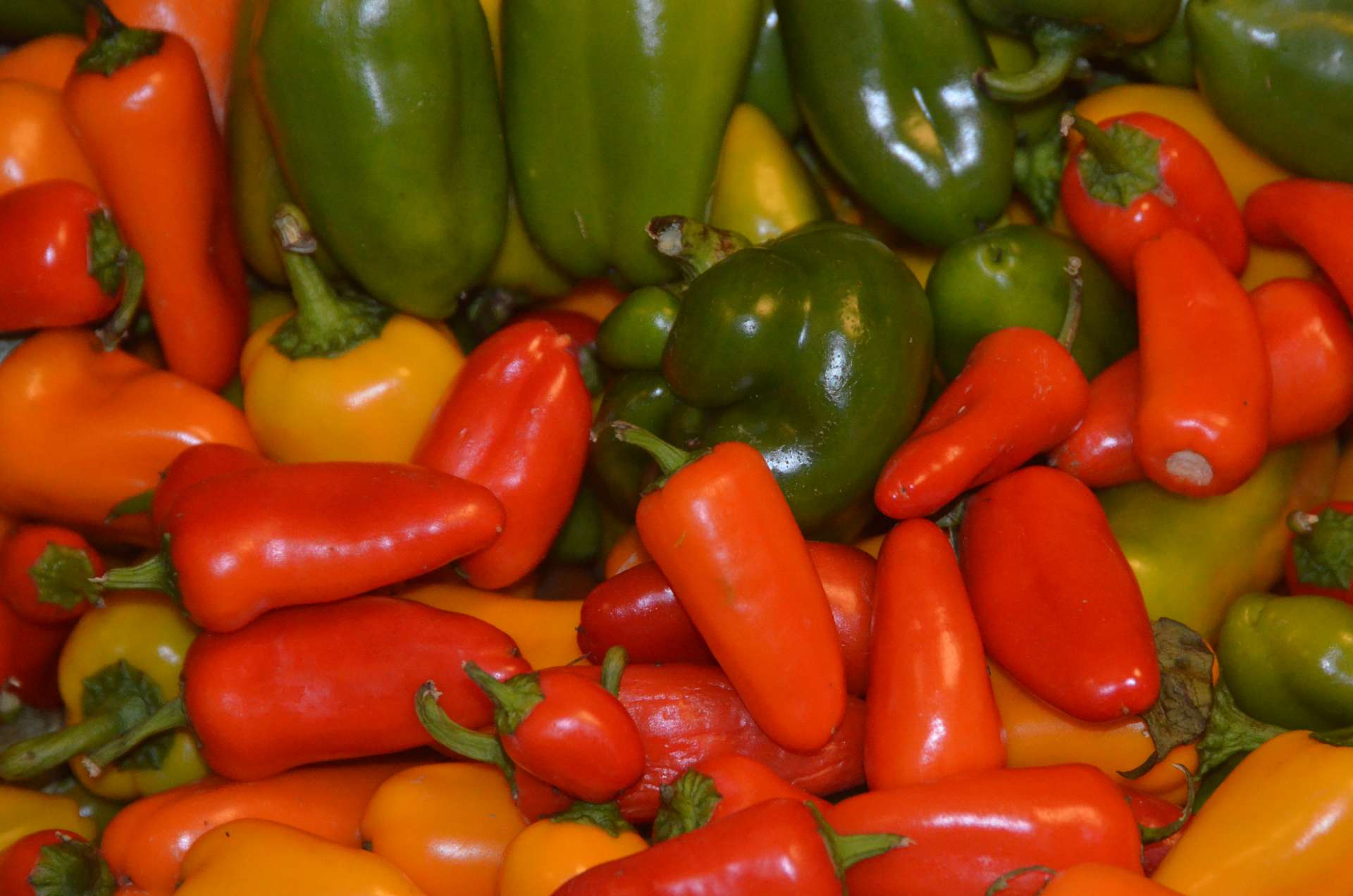 Toboggan Hill Farm Hipcamp in Westfield, New York