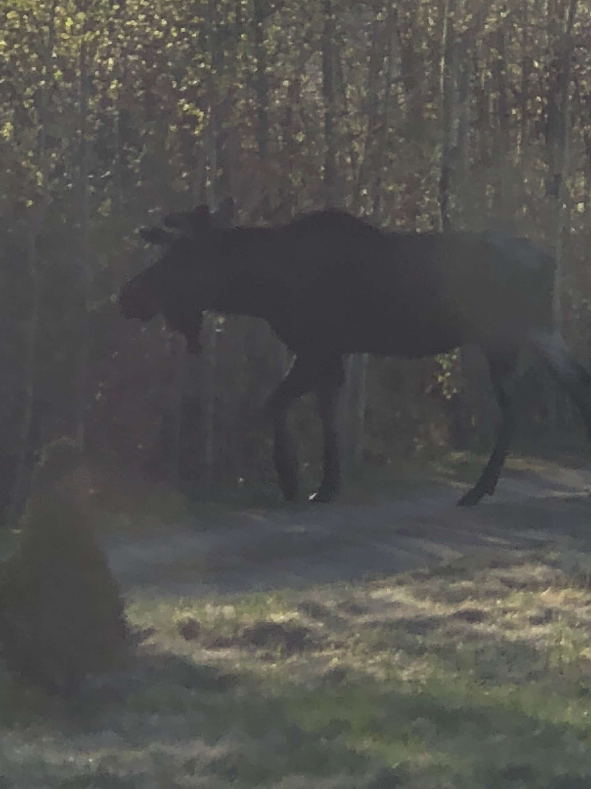 Mark M.’s Land Hipcamp in Grand Lake, Colorado