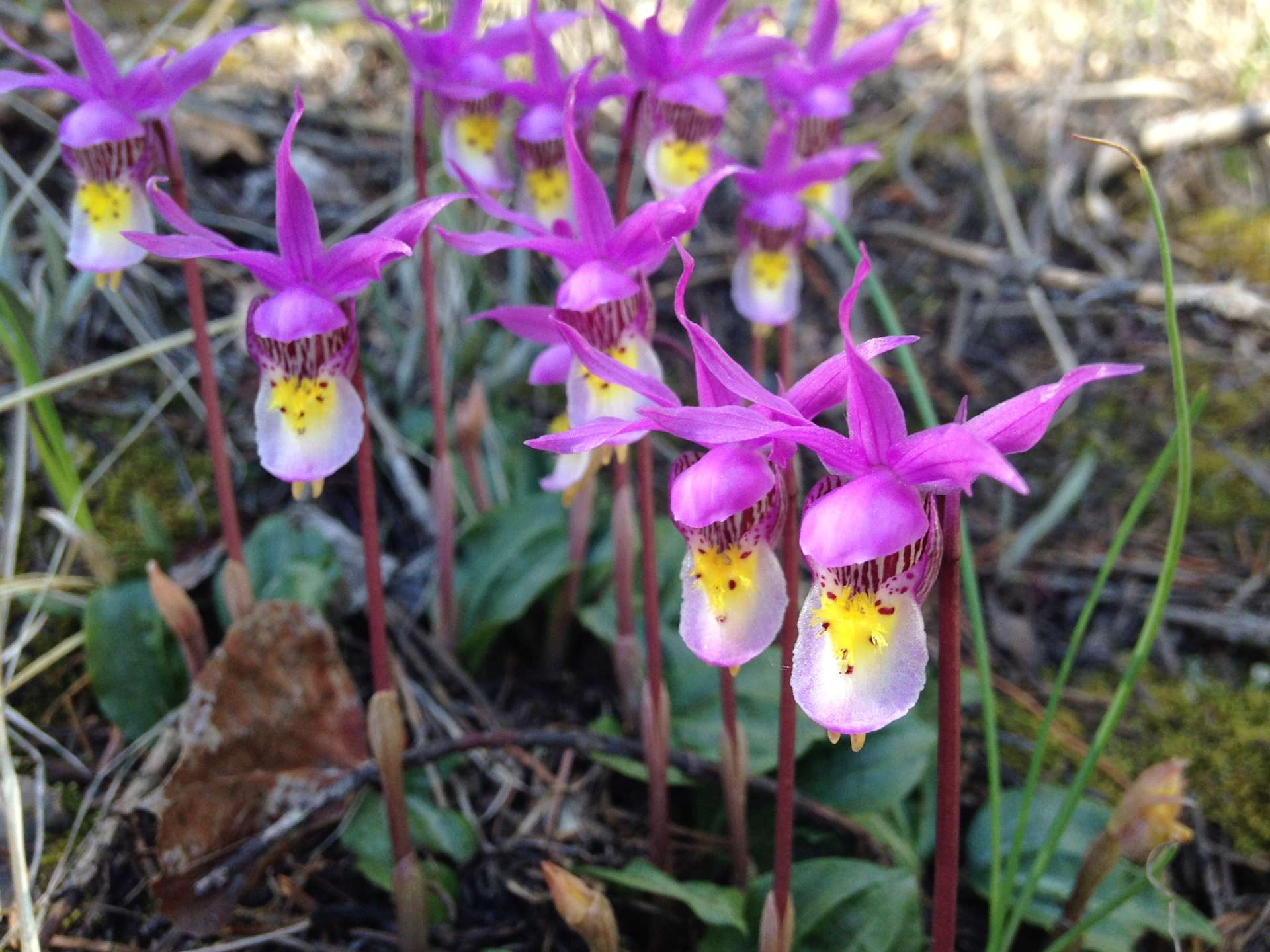 Mountain hideaway Hipcamp in Limon, Colorado