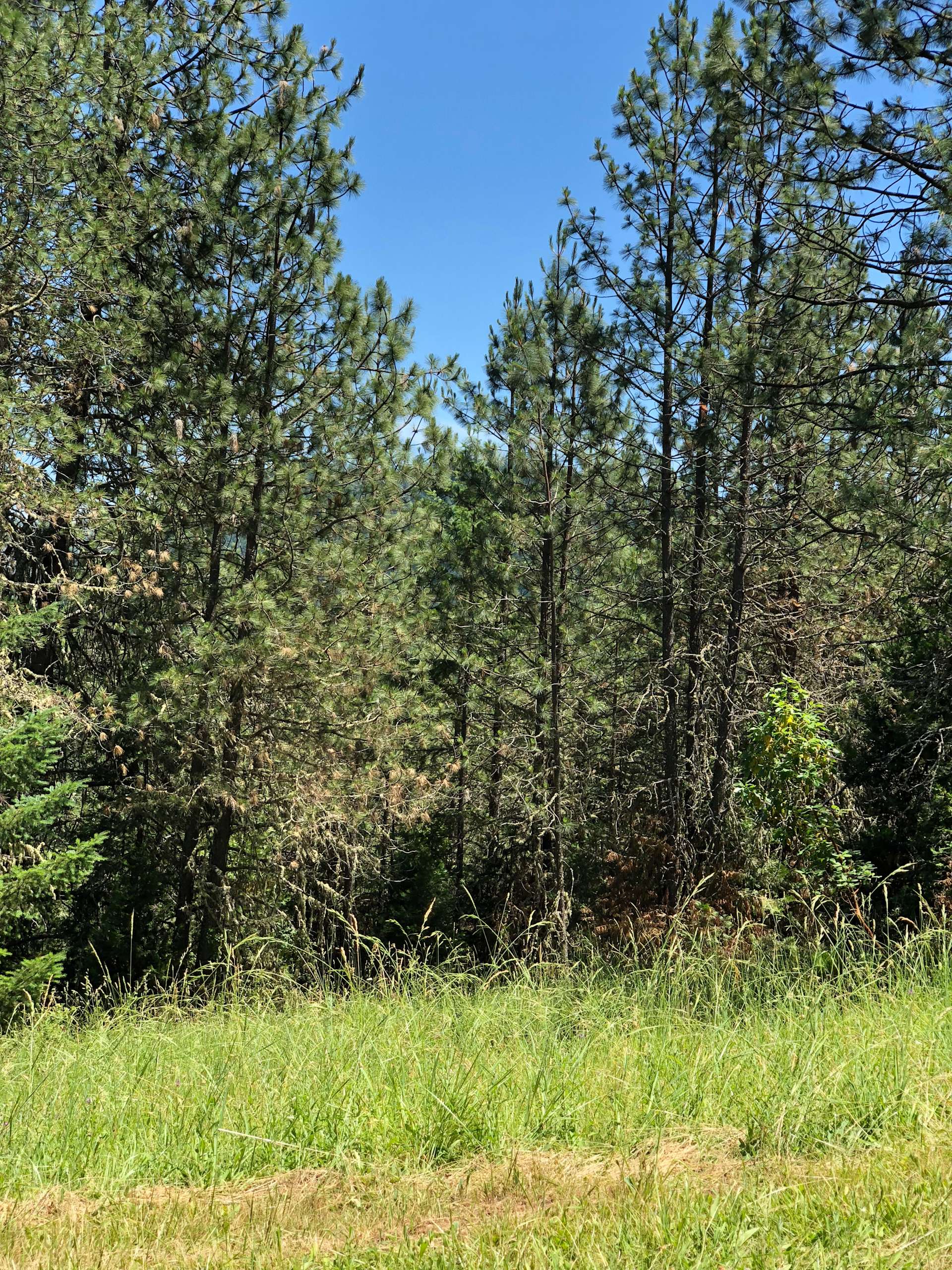 Camping Nook at Azalea Hipcamp in Azalea, Oregon