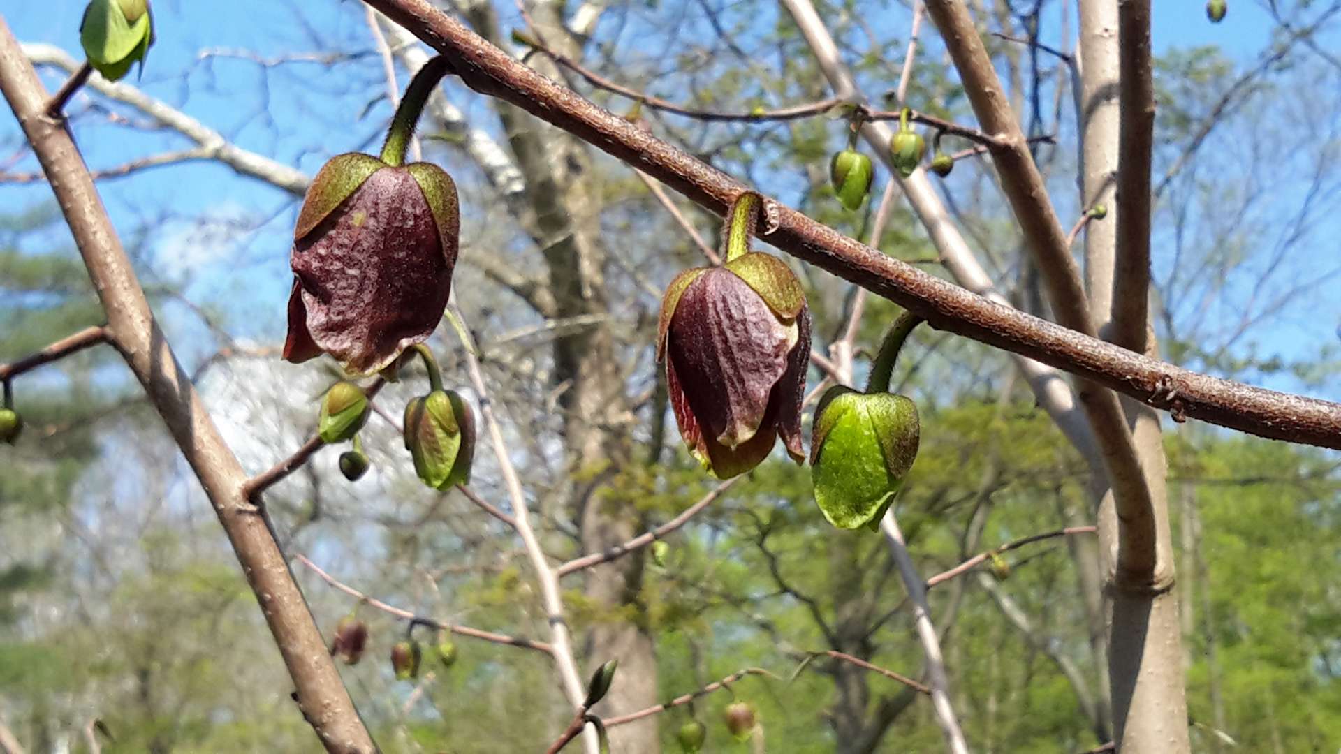 Horn's Cabins our farm camp Hipcamp in Manns Choice, Pennsylvania
