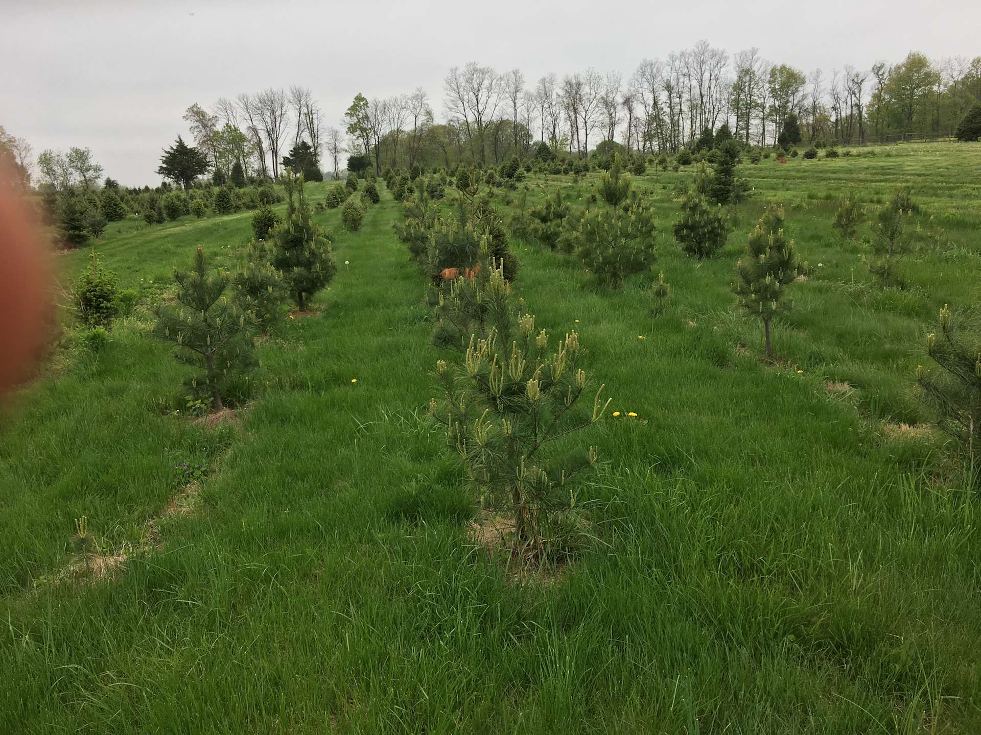 Christmas Tree Farm with Views Hipcamp in Elizabethtown, Pennsylvania