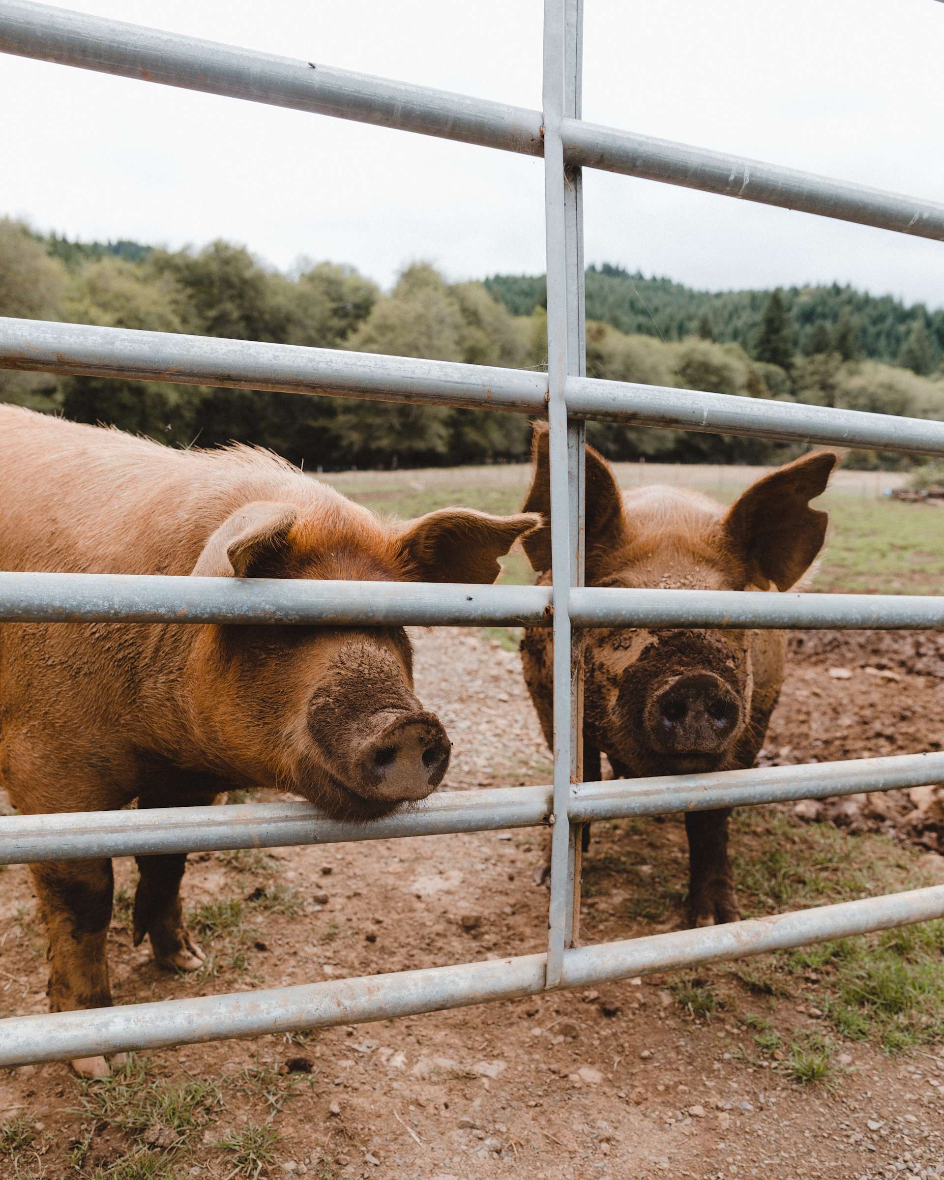 Powder Creek Campground Hipcamp in Beaver, Oregon