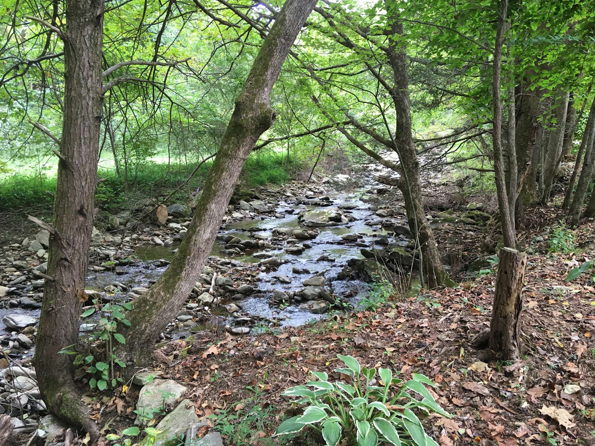 Reems Creek Retreat - Hipcamp in Weaverville, North Carolina