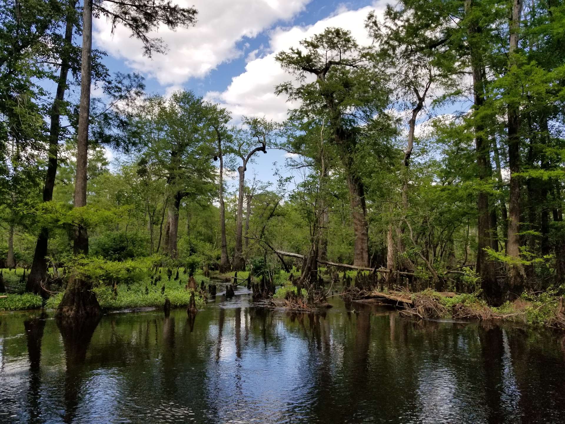 Black River Camping Ventures Hipcamp in Ivanhoe, North Carolina