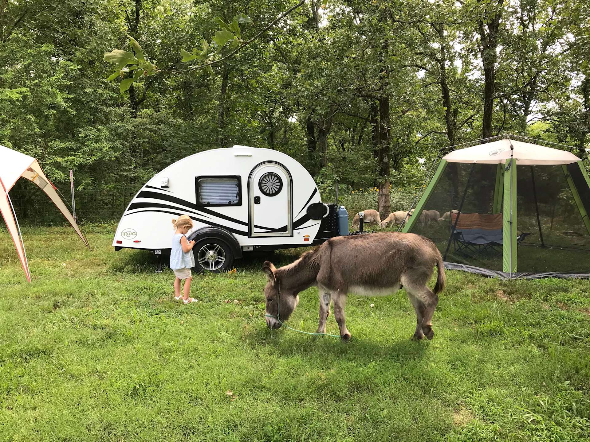 Petit Jean Farm Orchard Hipcamp in Morrilton, Arkansas