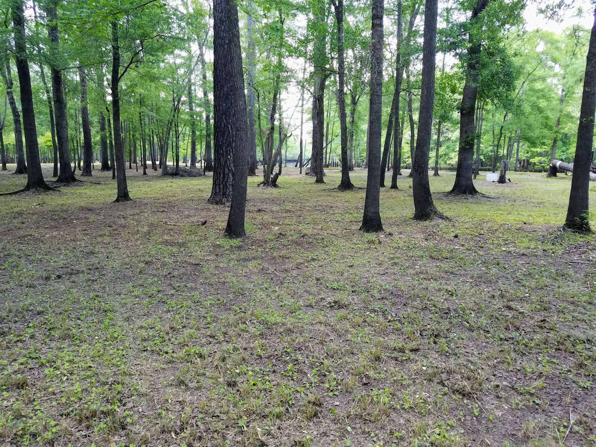 Black River Camping Ventures Hipcamp in Ivanhoe, North Carolina