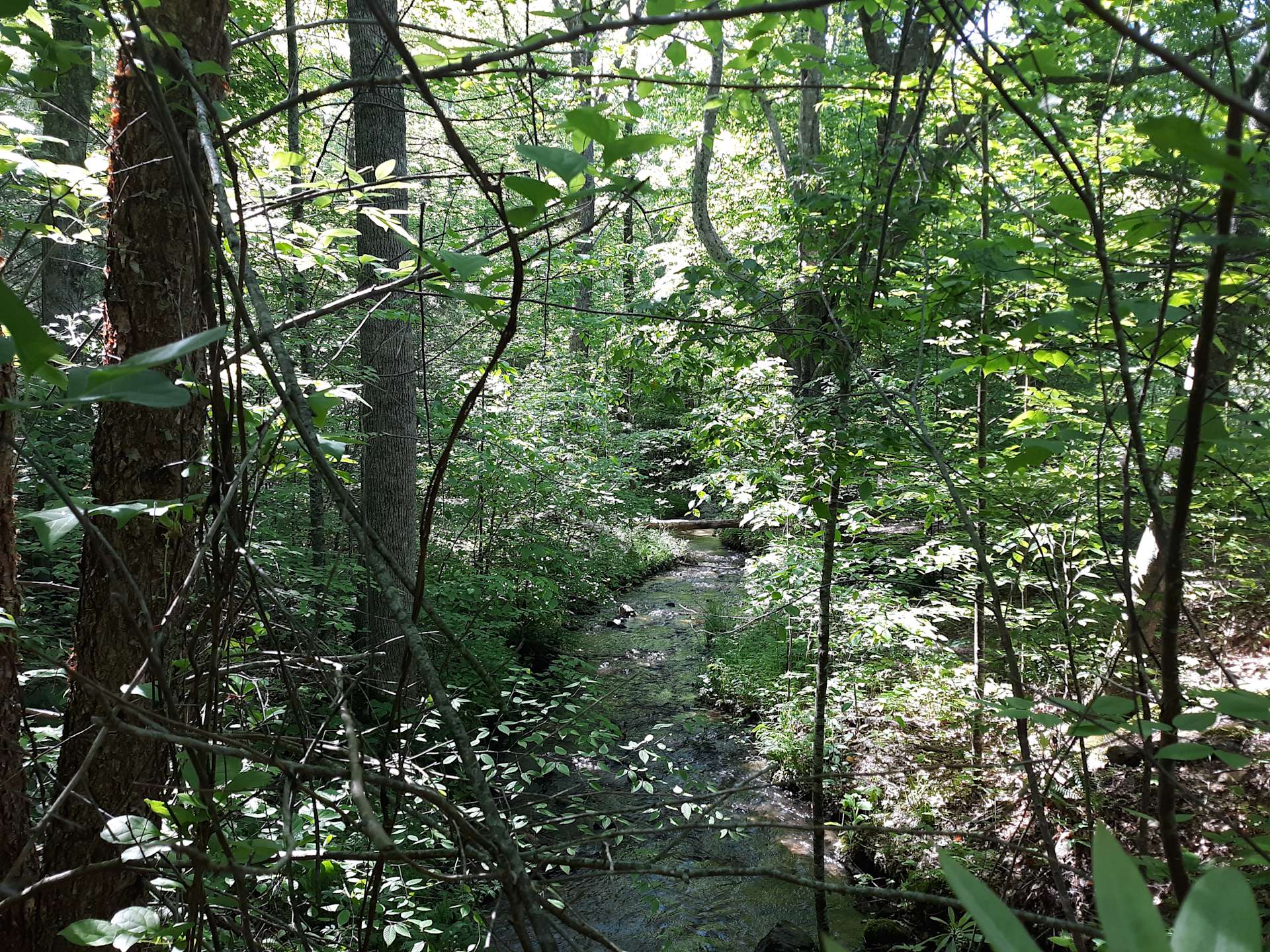 Kinderhook Hollow Ponds/Brook Hipcamp in Swannanoa, North Carolina
