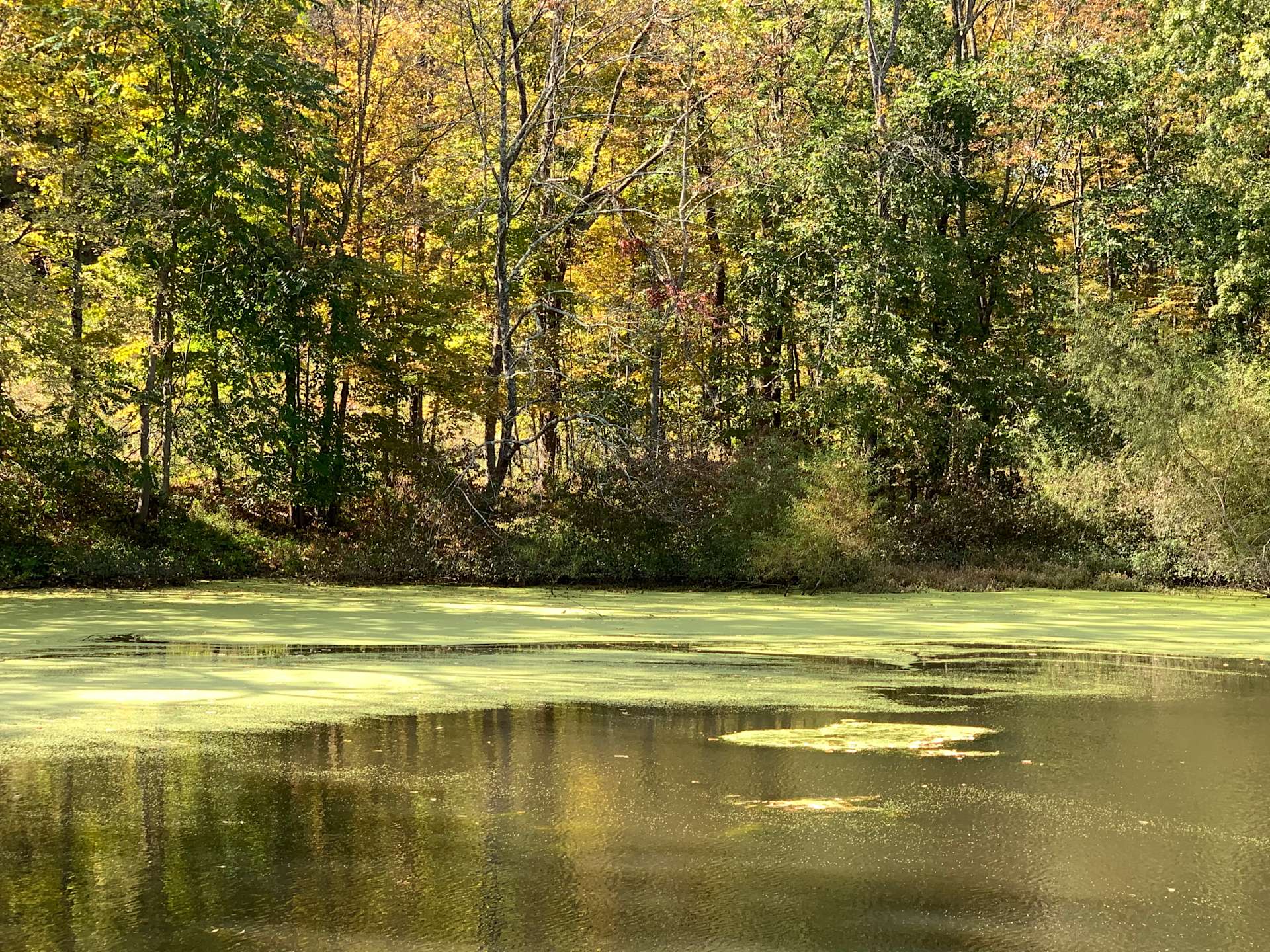 Organic Farm in the Pocono Mts. Hipcamp in East Stroudsburg, Pennsylvania