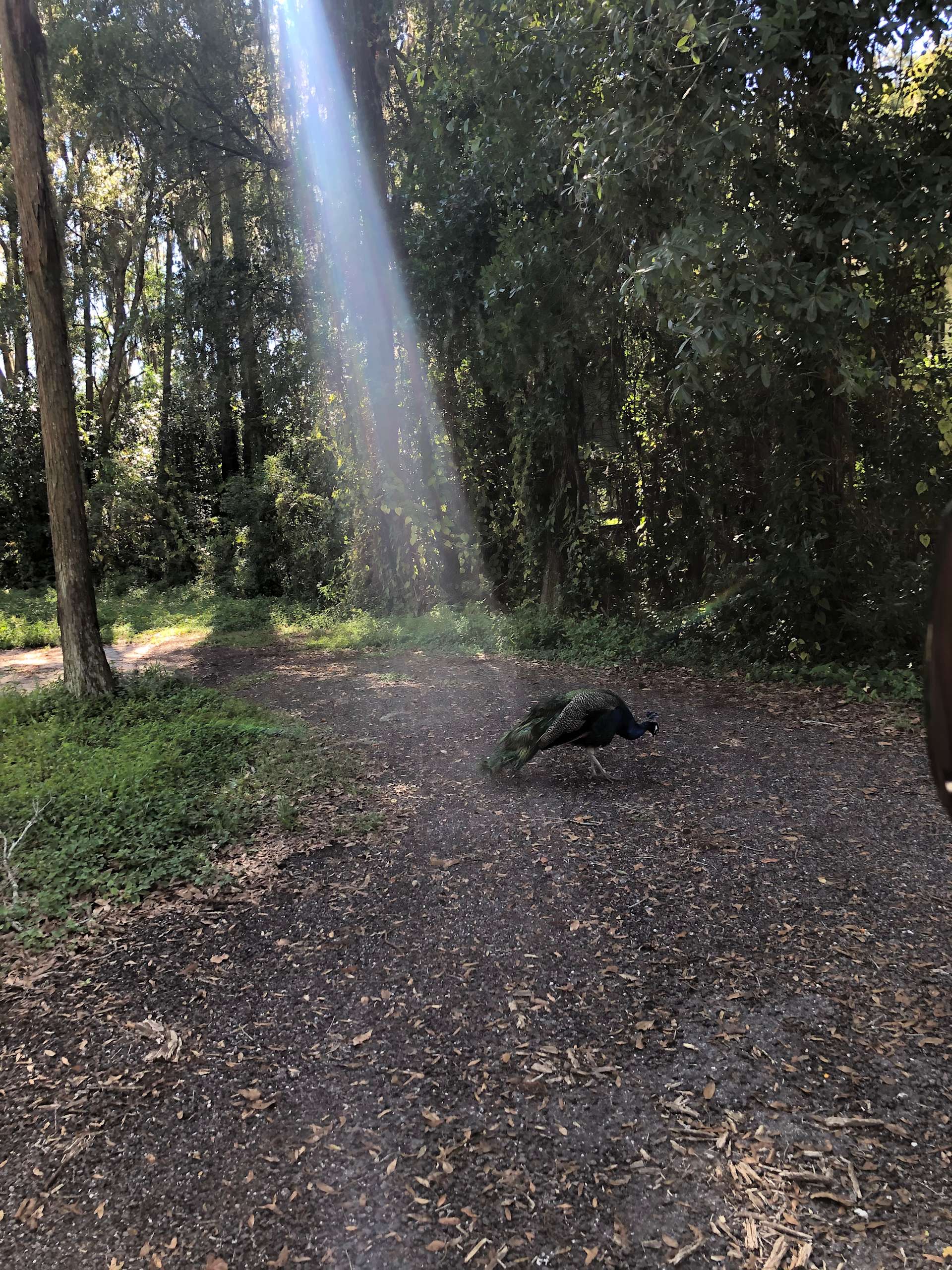 Kinzley M.’s Land Hipcamp in Lutz, Florida