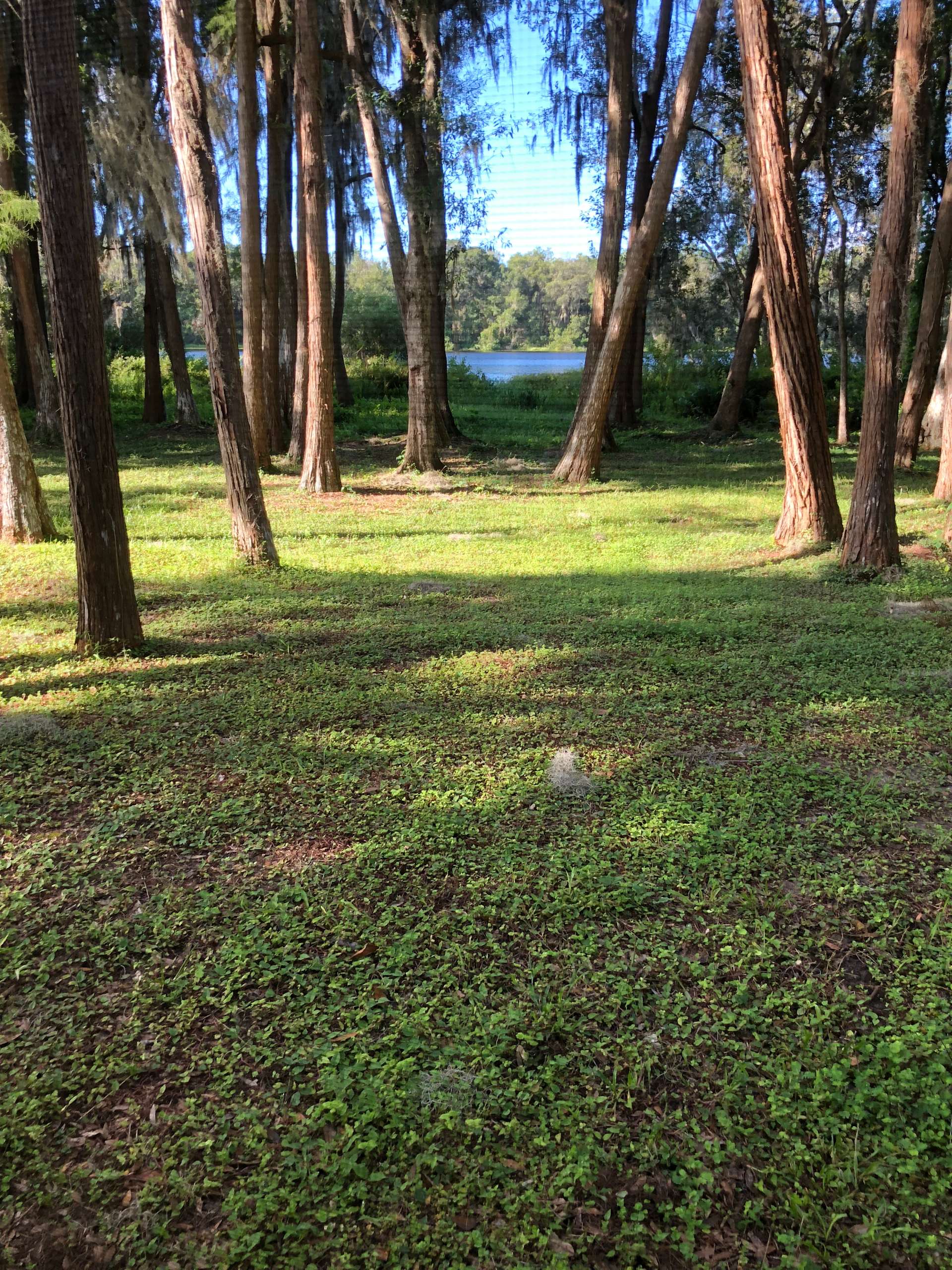 Kinzley M.’s Land Hipcamp in Lutz, Florida