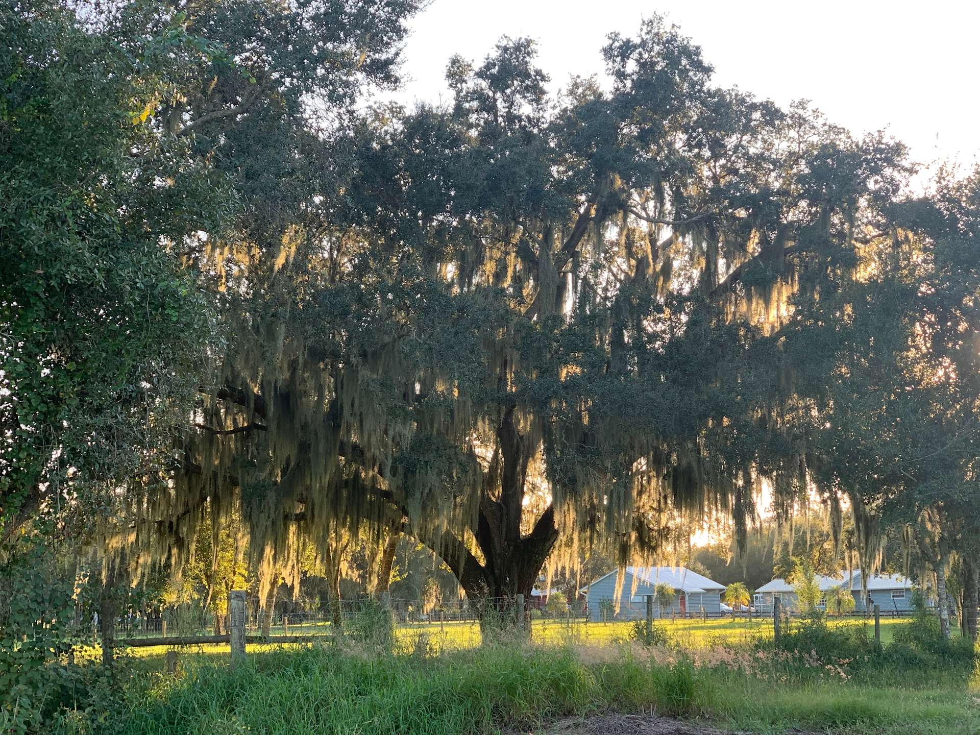 Blossom Groves Farm Hipcamp in Arcadia, Florida