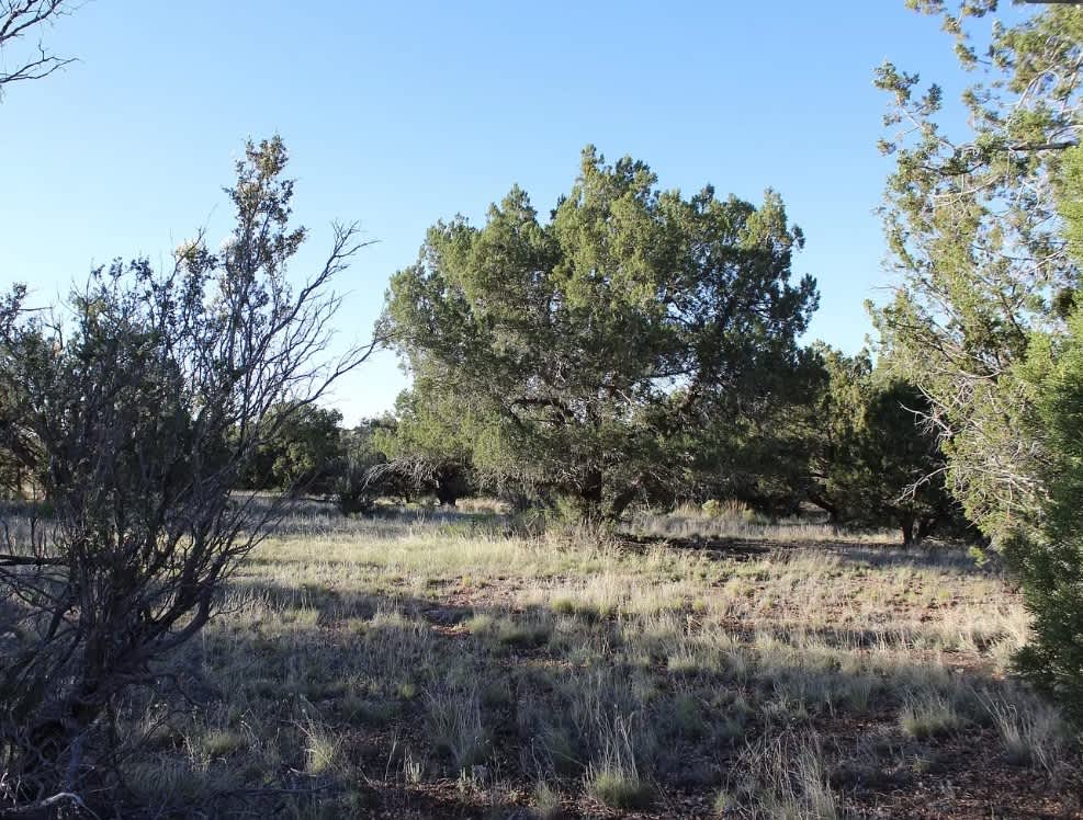 BRIDGE CANYON COUNTRY ESTATES Hipcamp in Seligman, Arizona