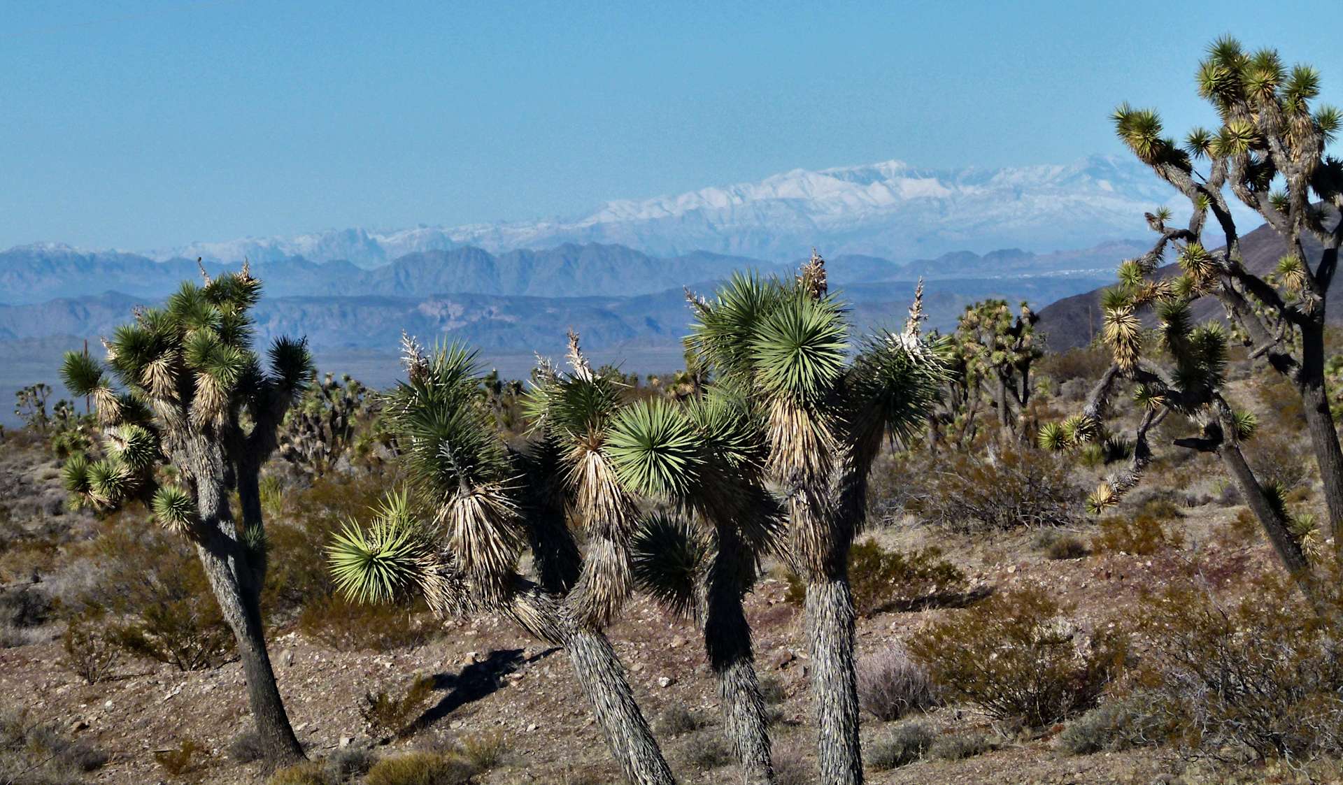 Joshua Tree Forest with Open Views Hipcamp in White Hills, Arizona