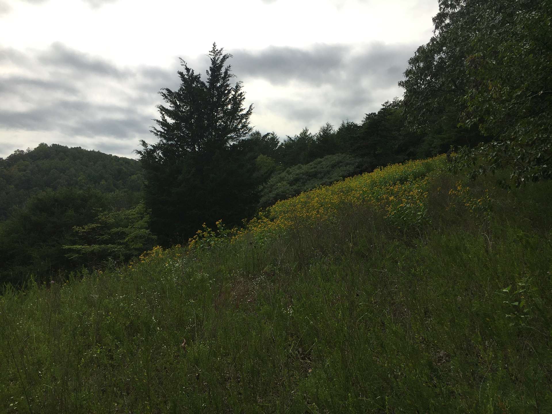 Field at creek, or mountain top. Hipcamp in Elliston, Virginia
