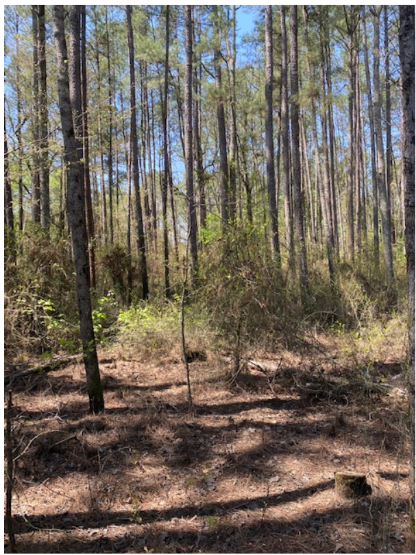 Private Open Wooded Land to Camp Hipcamp in Vass, North Carolina