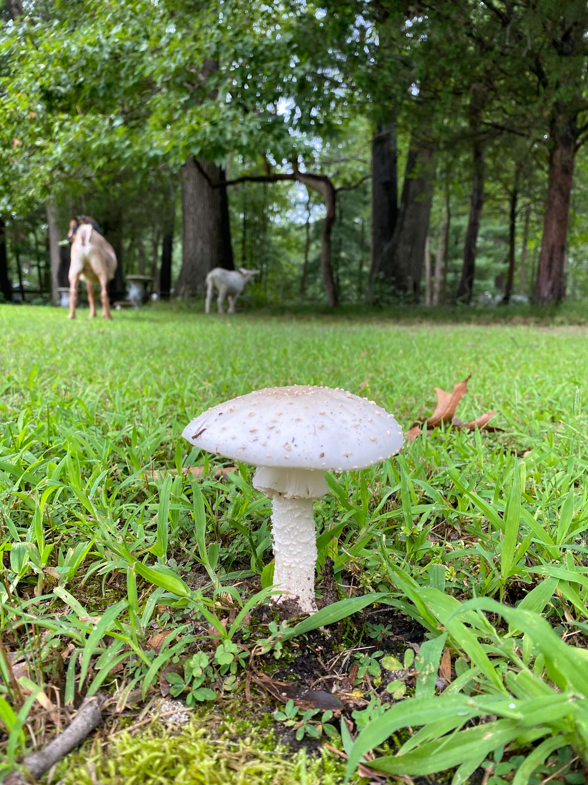 Mitchell R.’s Land Hipcamp in Plumsted, New Jersey