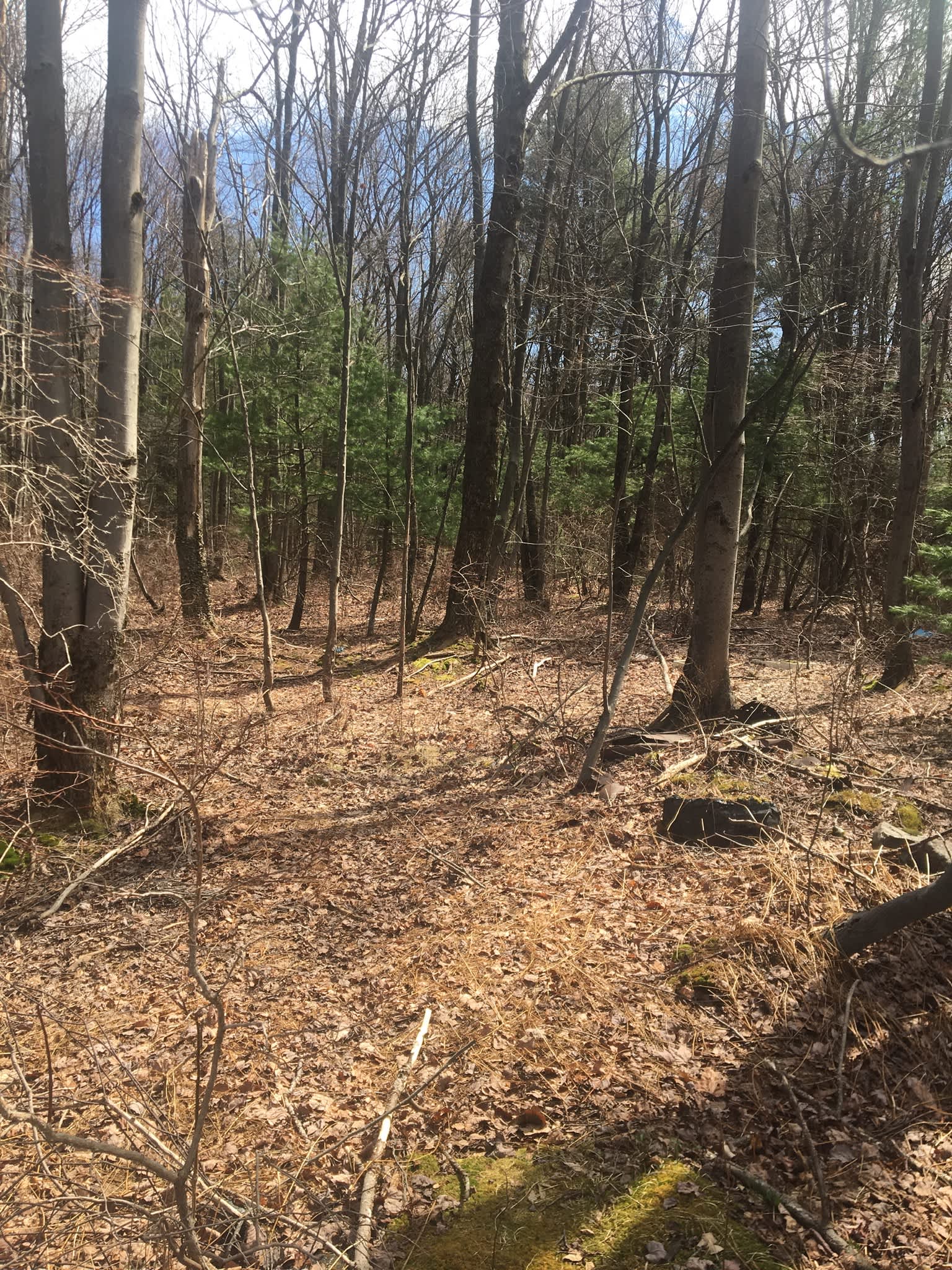 Bank By The Forest Hipcamp in Woodridge, New York