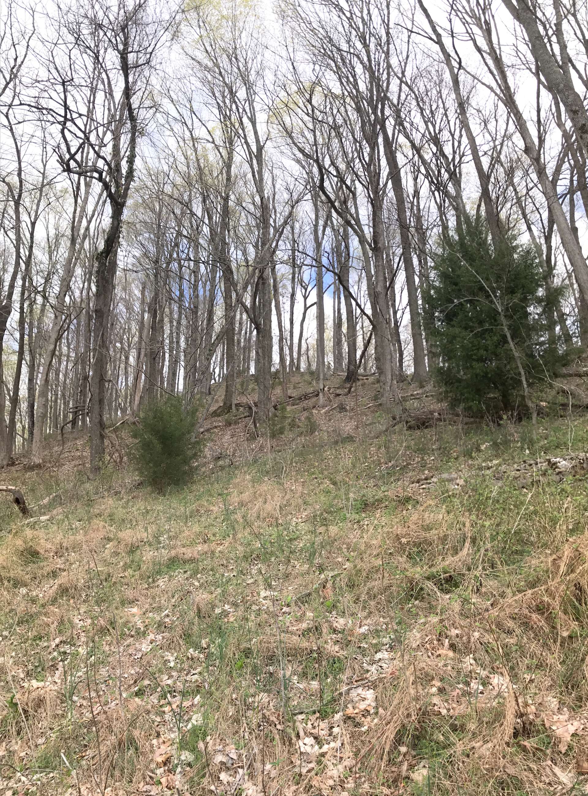 Wyatt W.’s Land Hipcamp in Woodbury, Tennessee