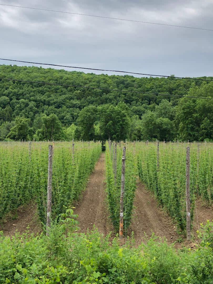 Farm overlooking Canisteo River Hipcamp in , New York