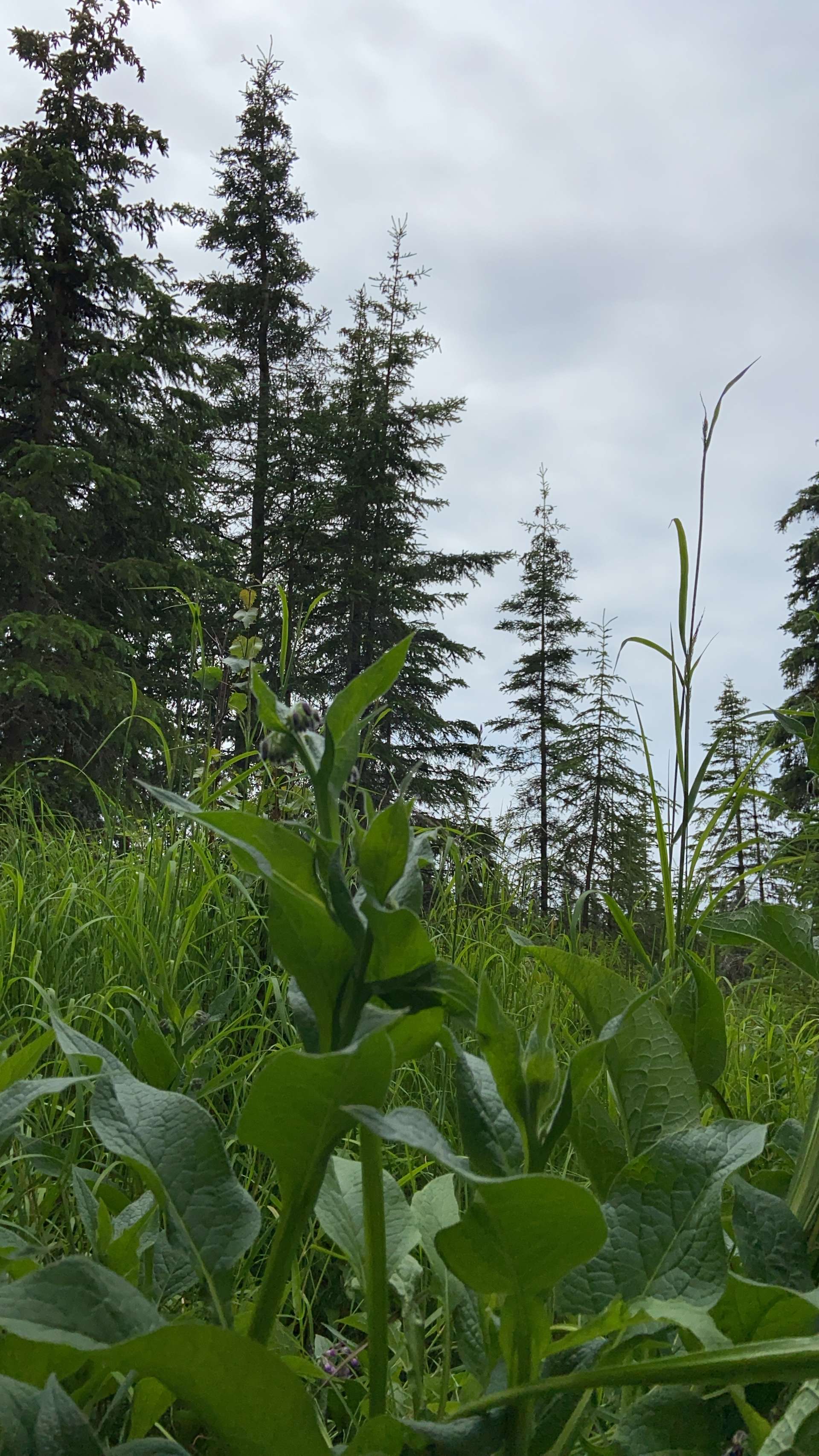 Earthship Campground Hipcamp in Kasilof, Alaska